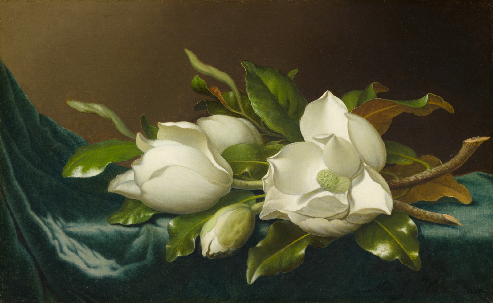 Still life of sensuously detailed painting of four white magnolias lying on blue velvet cloth.