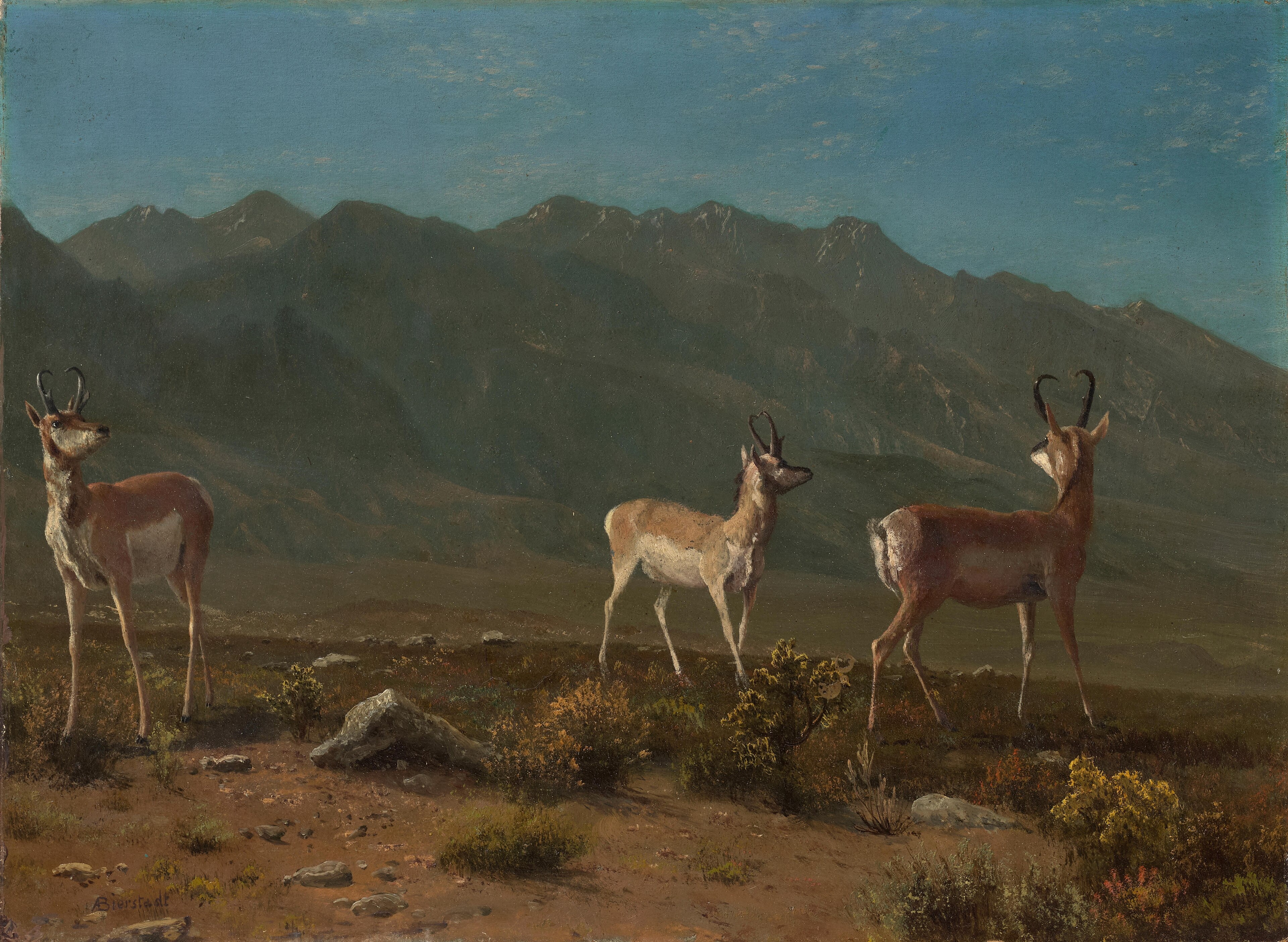 Antelope (Arizona Antelope) by Albert Bierstadt