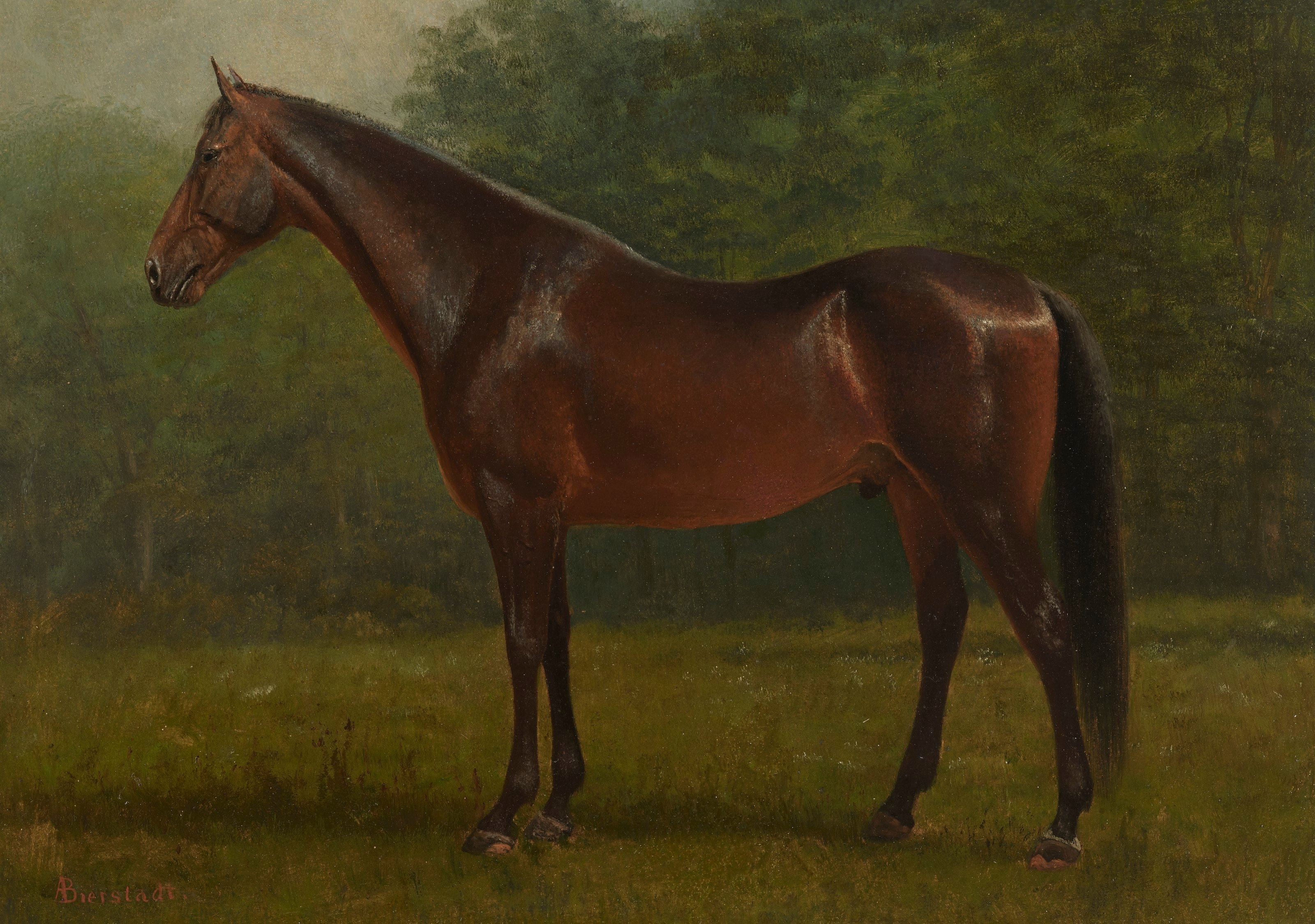 Thoroughbred by Albert Bierstadt