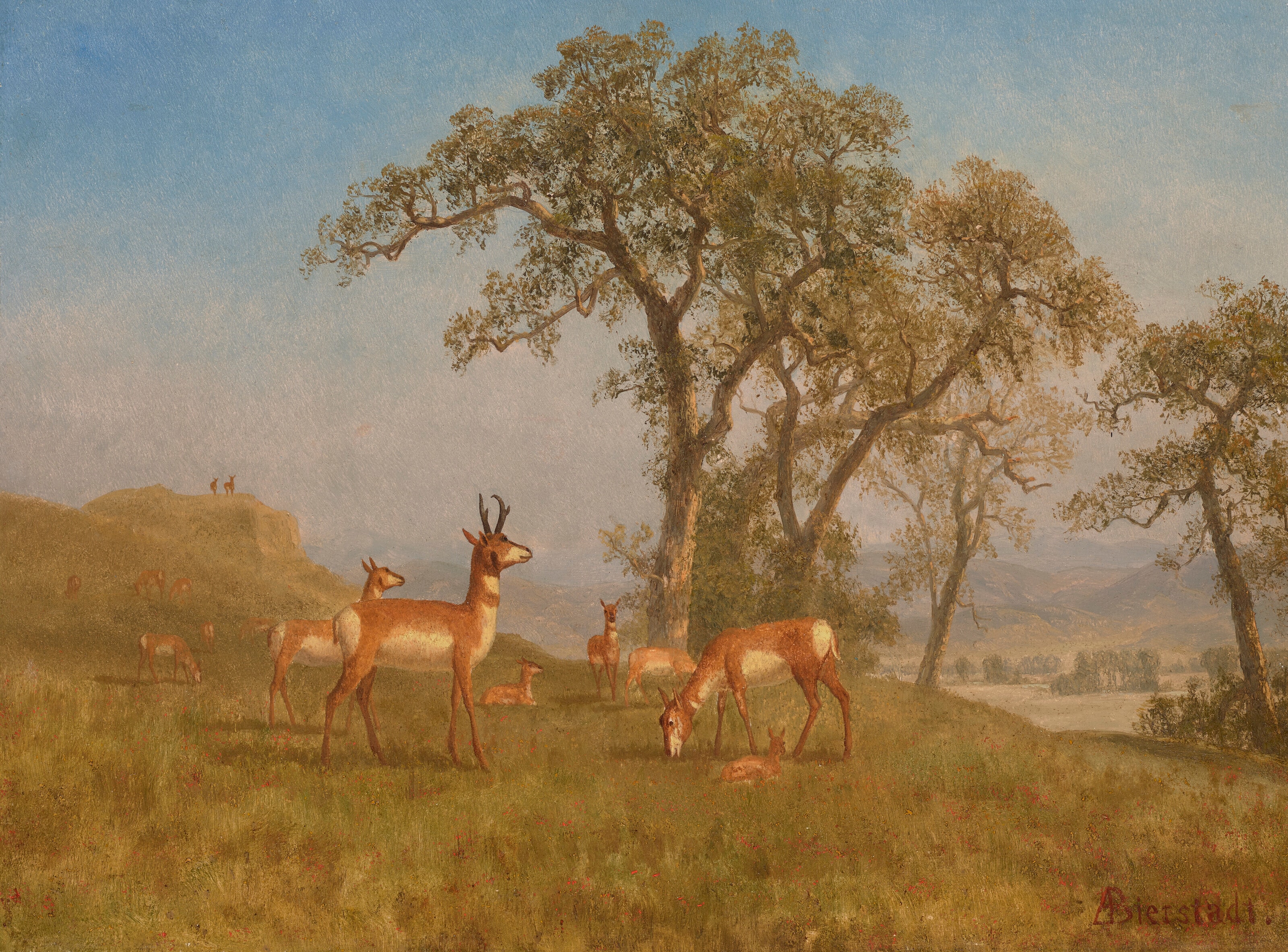Grazing Antelope by Albert Bierstadt