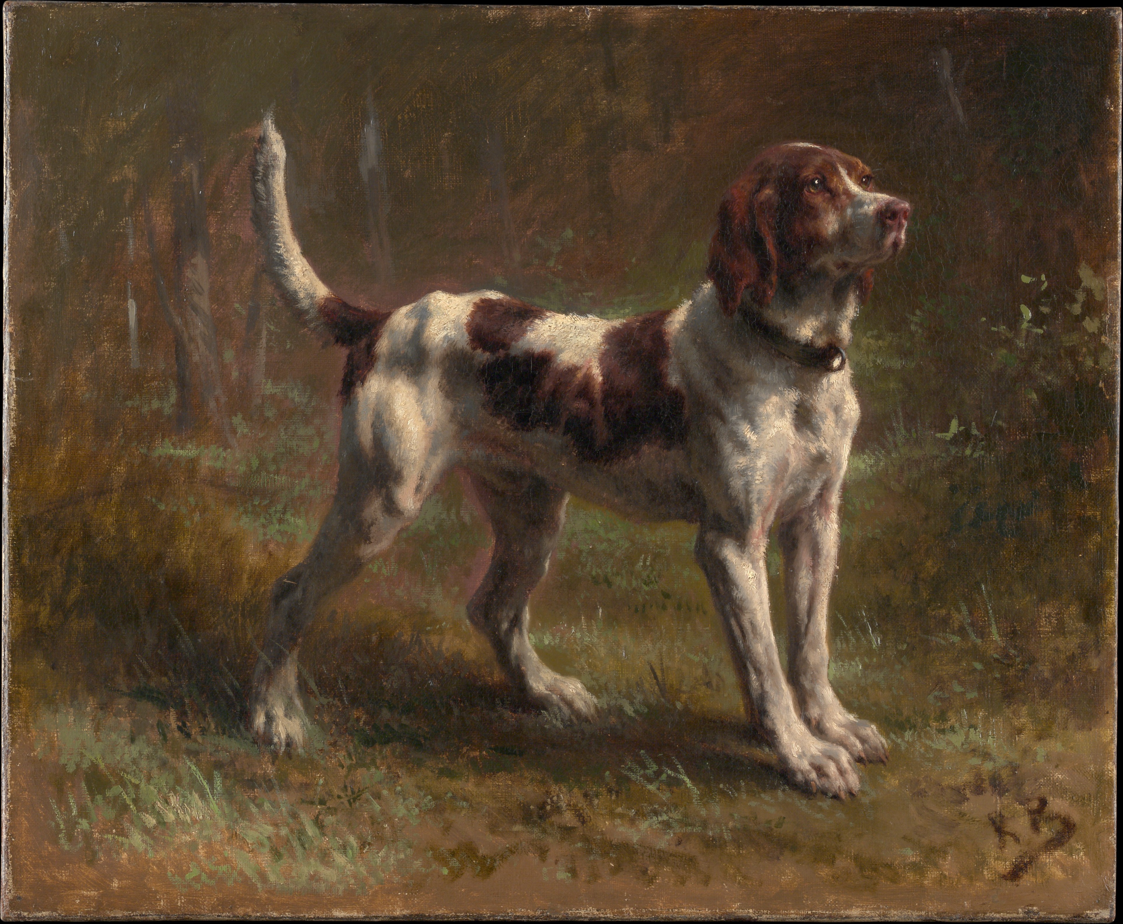 A Limier Briquet Hound