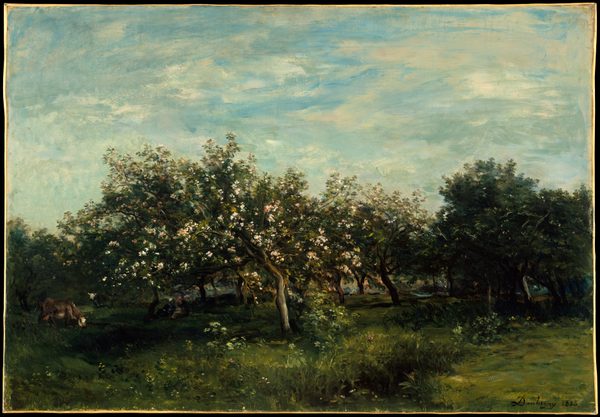 Apple Blossoms