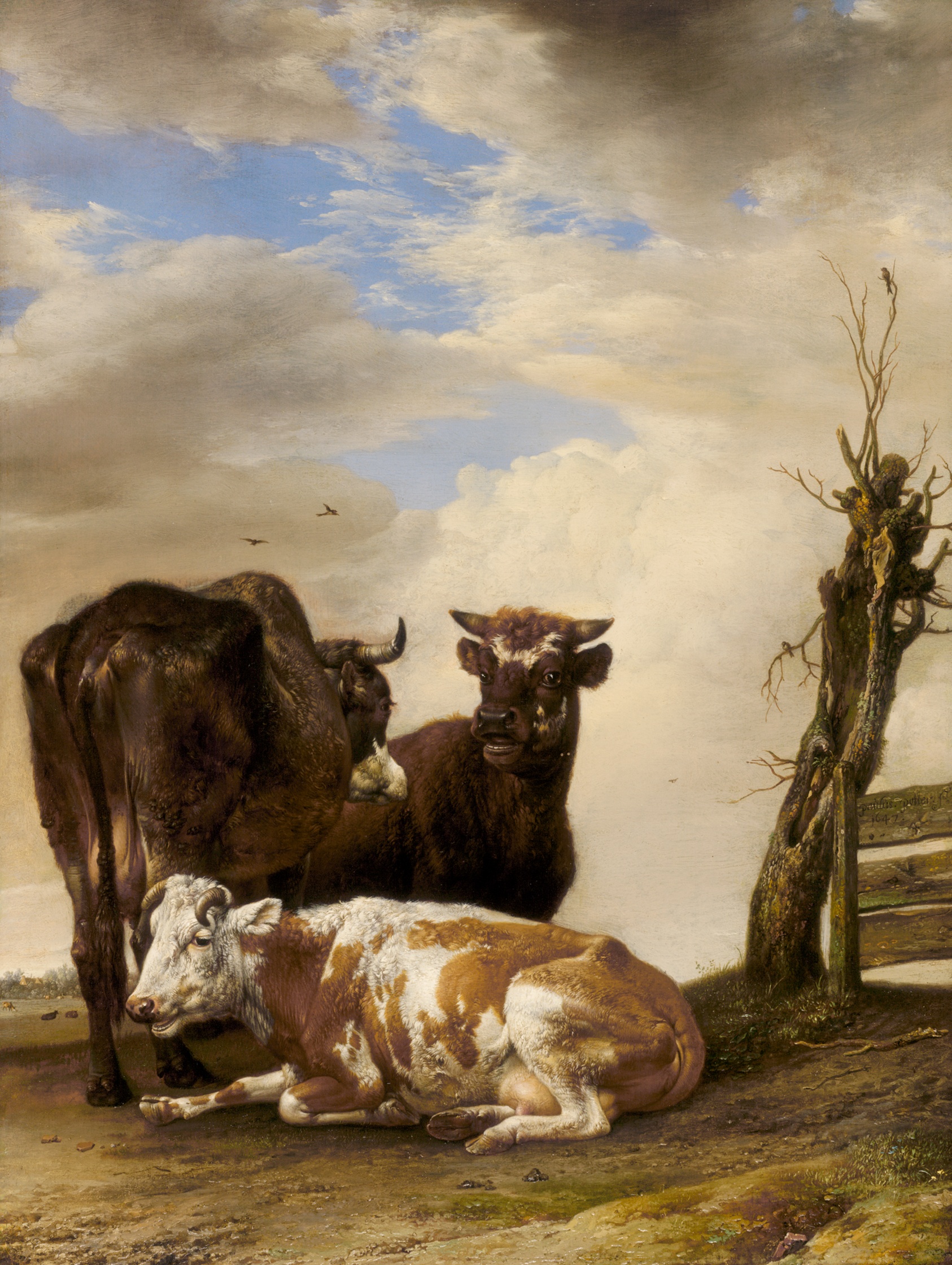A tired-looking brown and white cow lies down on a patch of dry earth, a dark-brown bull and cow standing behind her against an overcast sky.