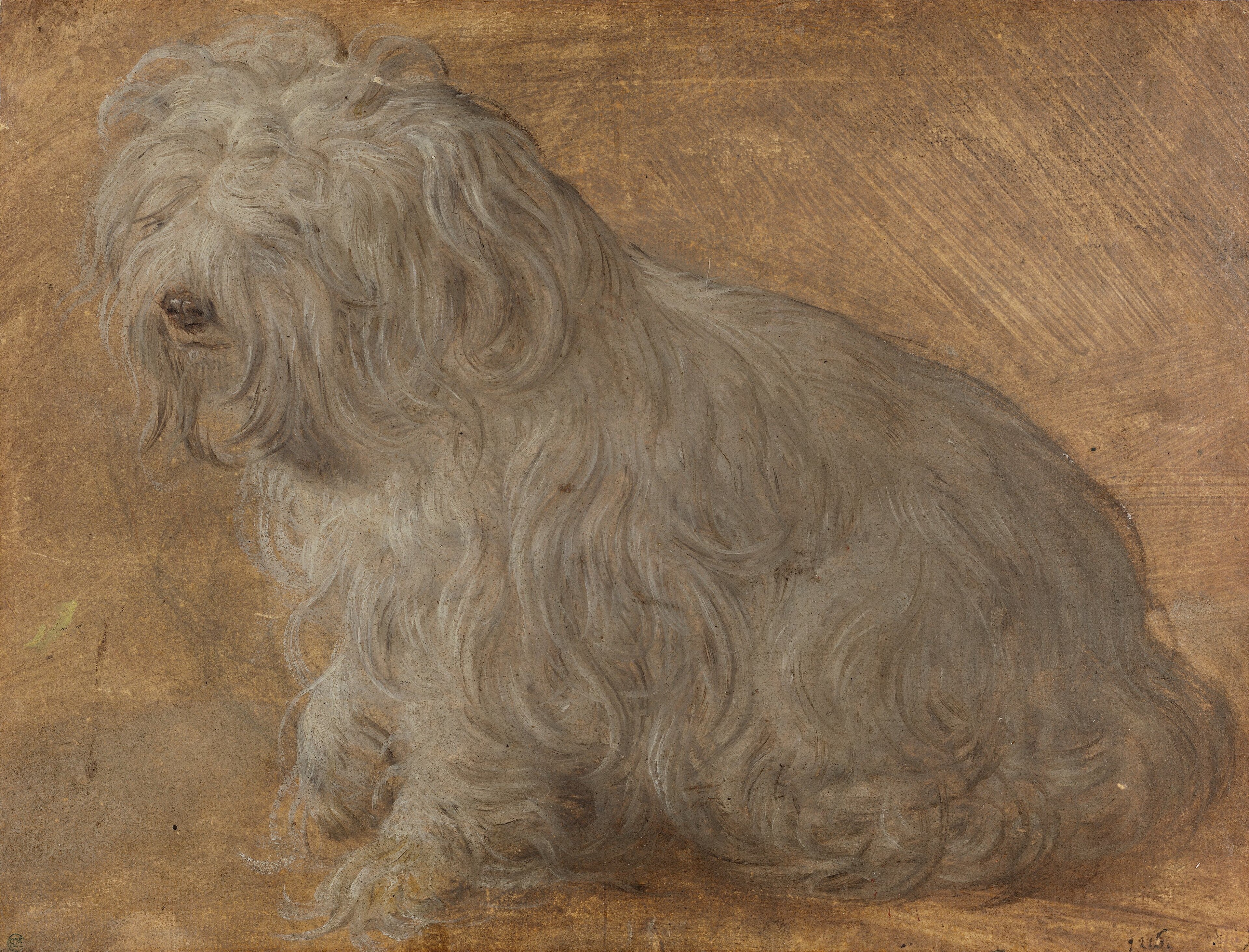 Maltese Dog by Titian
