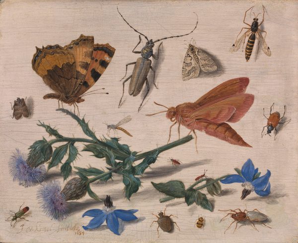 Butterflies, Moths and Insects with Sprays of Creeping Thistle and Borage by Jan van Kessel the Elder