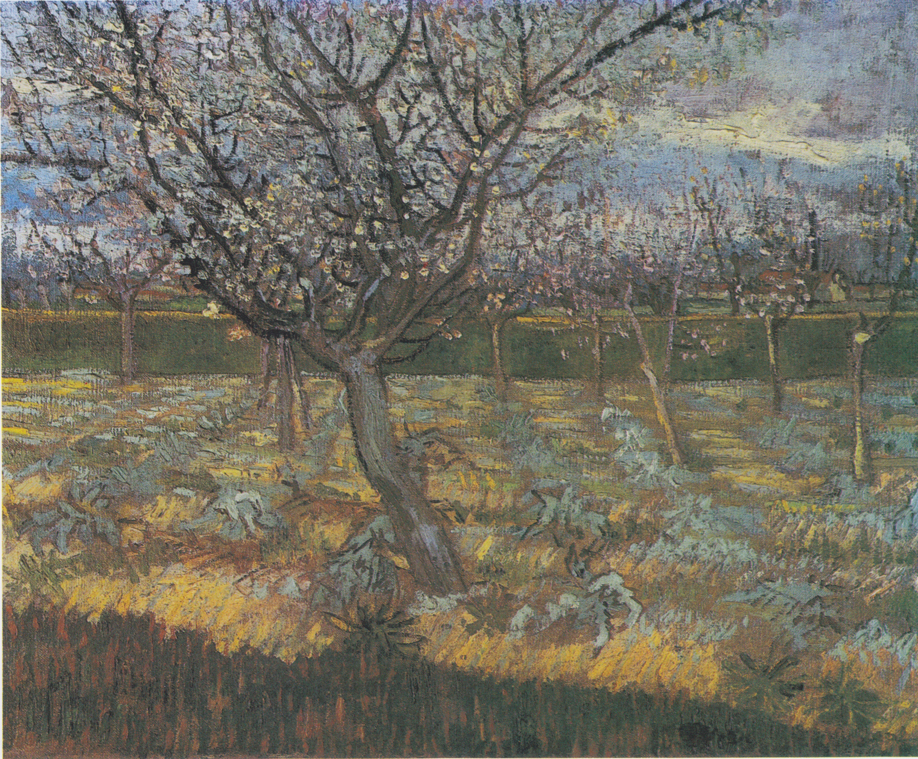 Apricot Trees in Blossom, 1888-04, by Vincent van Gogh