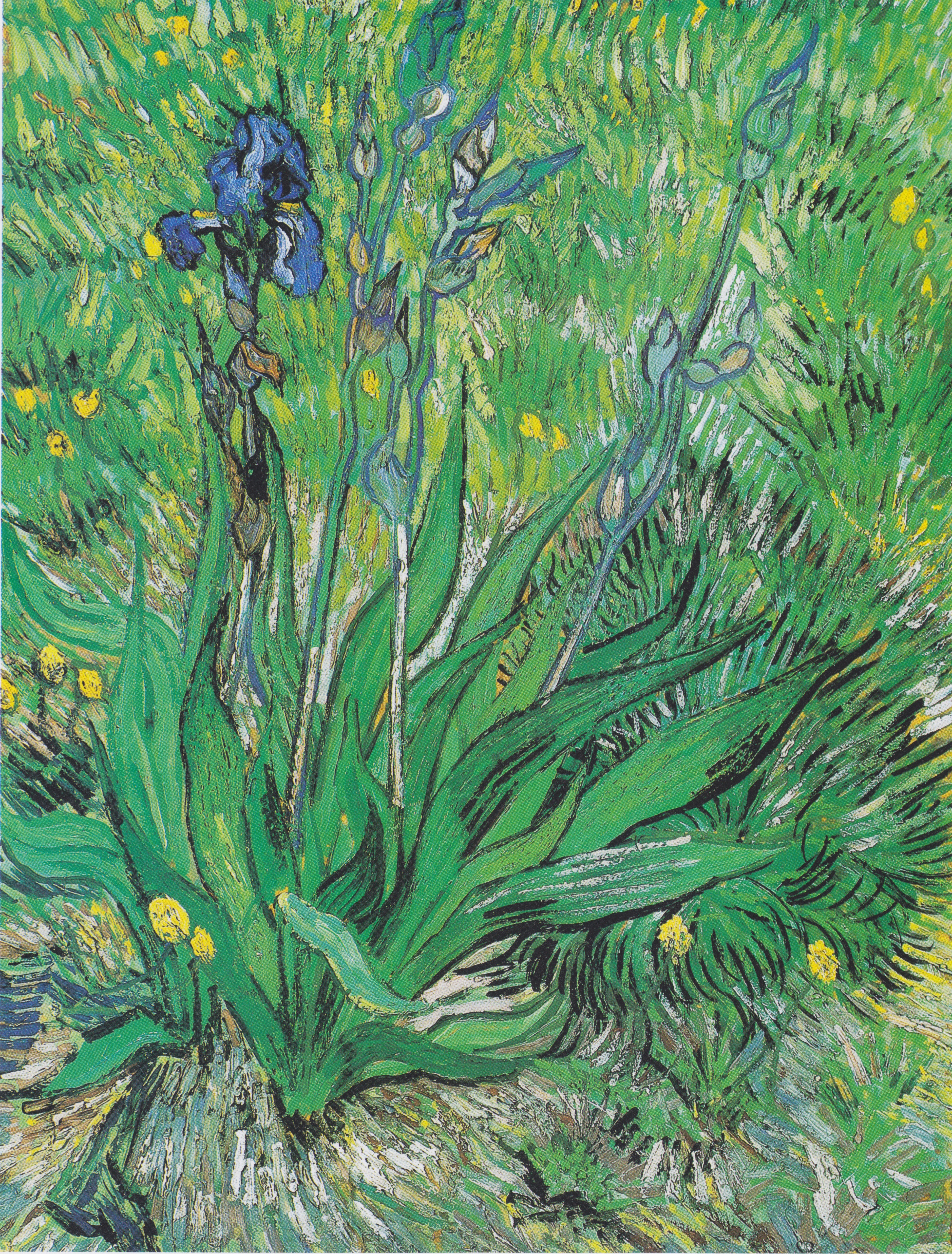 Iris, 1889-05, by Vincent van Gogh