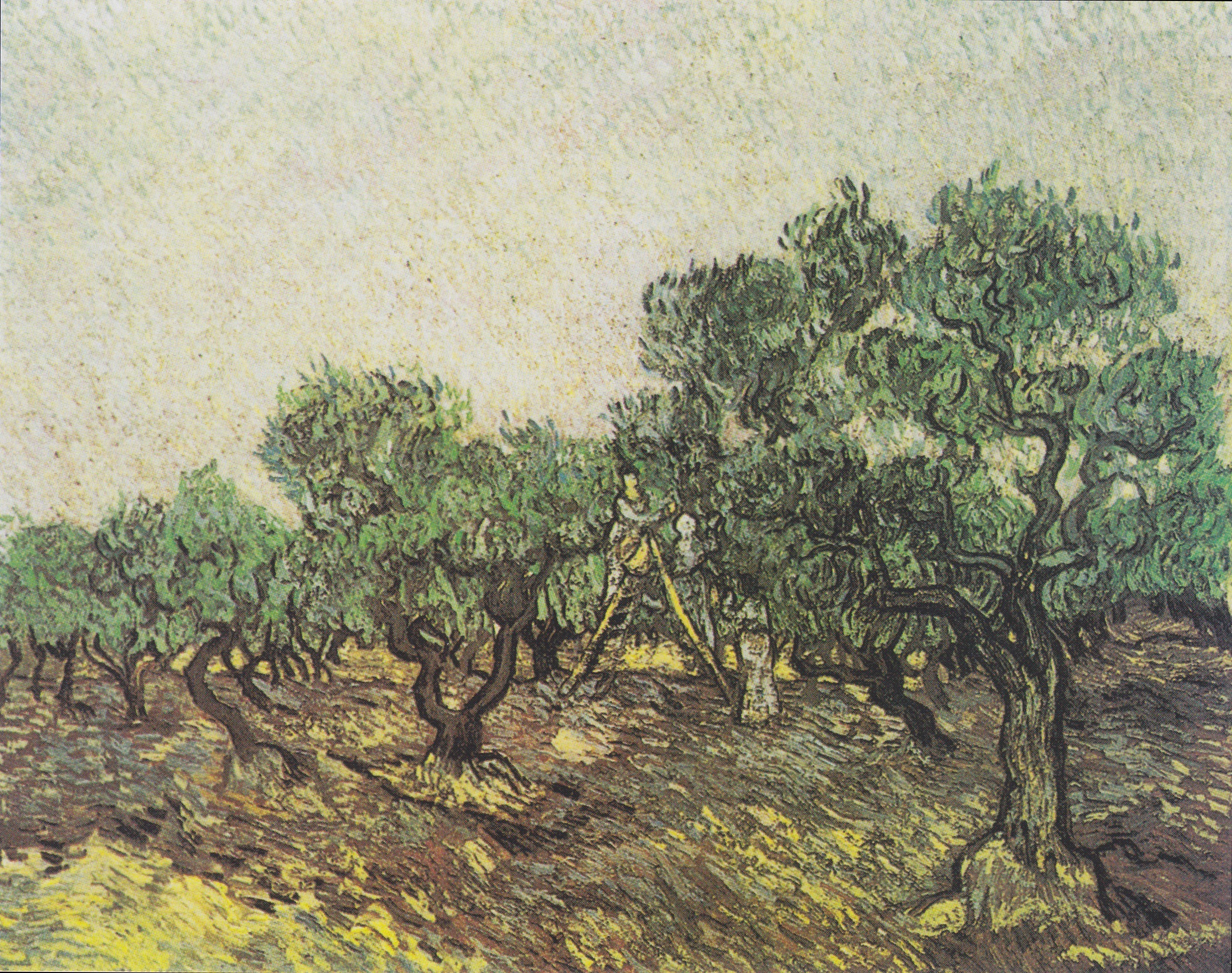 Olive Picking, 1889-12, by Vincent van Gogh