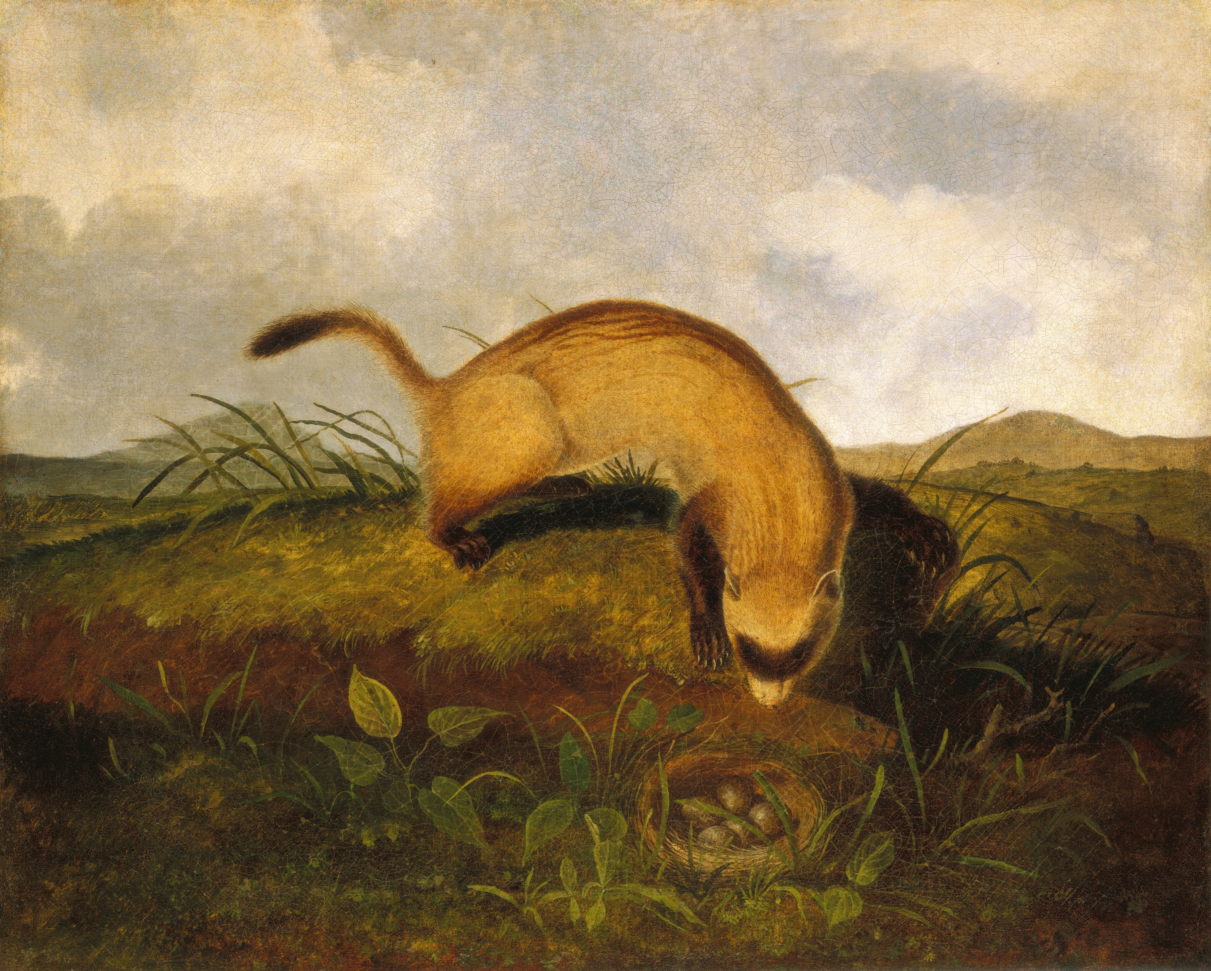 A tawny brown, long-bodied ferret leaning over a grassy mound in this horizontal painting. The animal’s body creates an arch supported on its short, darker brown legs. Its thin tail is lifted and a dark brown band across its paler, cream-white face resembles a mask. The animal has short claws and compact, rounded ears. The ferret appears to investigate a small nest at the lower center of the painting. The nest is partially hidden among tufts of grass and contains four pale, speckled eggs. Grassy hills roll back to the horizon, which comes halfway up this composition, and a sheet of white clouds mostly covers the blue-gray sky above.