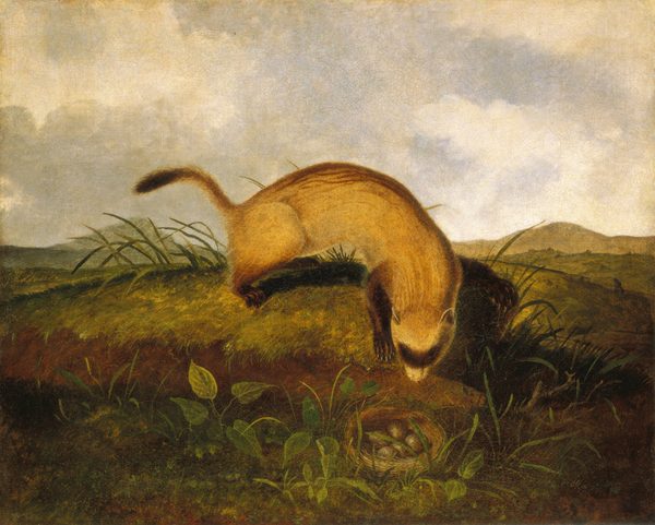 A tawny brown, long-bodied ferret leaning over a grassy mound in this horizontal painting. The animal’s body creates an arch supported on its short, darker brown legs. Its thin tail is lifted and a dark brown band across its paler, cream-white face resembles a mask. The animal has short claws and compact, rounded ears. The ferret appears to investigate a small nest at the lower center of the painting. The nest is partially hidden among tufts of grass and contains four pale, speckled eggs. Grassy hills roll back to the horizon, which comes halfway up this composition, and a sheet of white clouds mostly covers the blue-gray sky above.