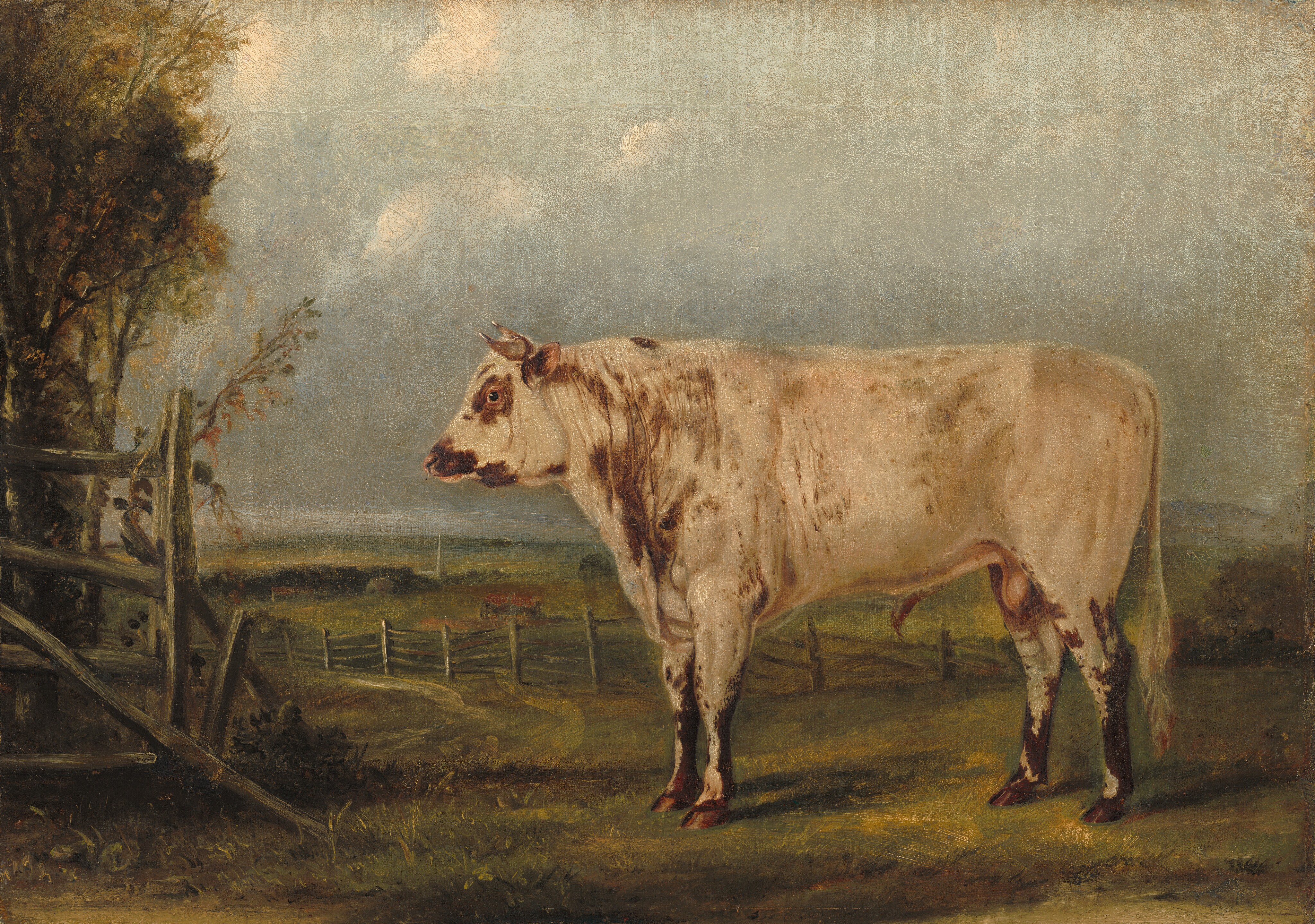 This painting features a large, cream-colored cow with brown patches standing in a pastoral setting, facing the left. The cow has short horns above its pink ears, as well as brown hooves, a brown nose, and a round black eye. It seems to be standing on a hill, and behind it is a wooden fence and a wide field of green grass that slopes downward into the distance. On the left there are some dark green trees, and the sky is pale blue-gray.