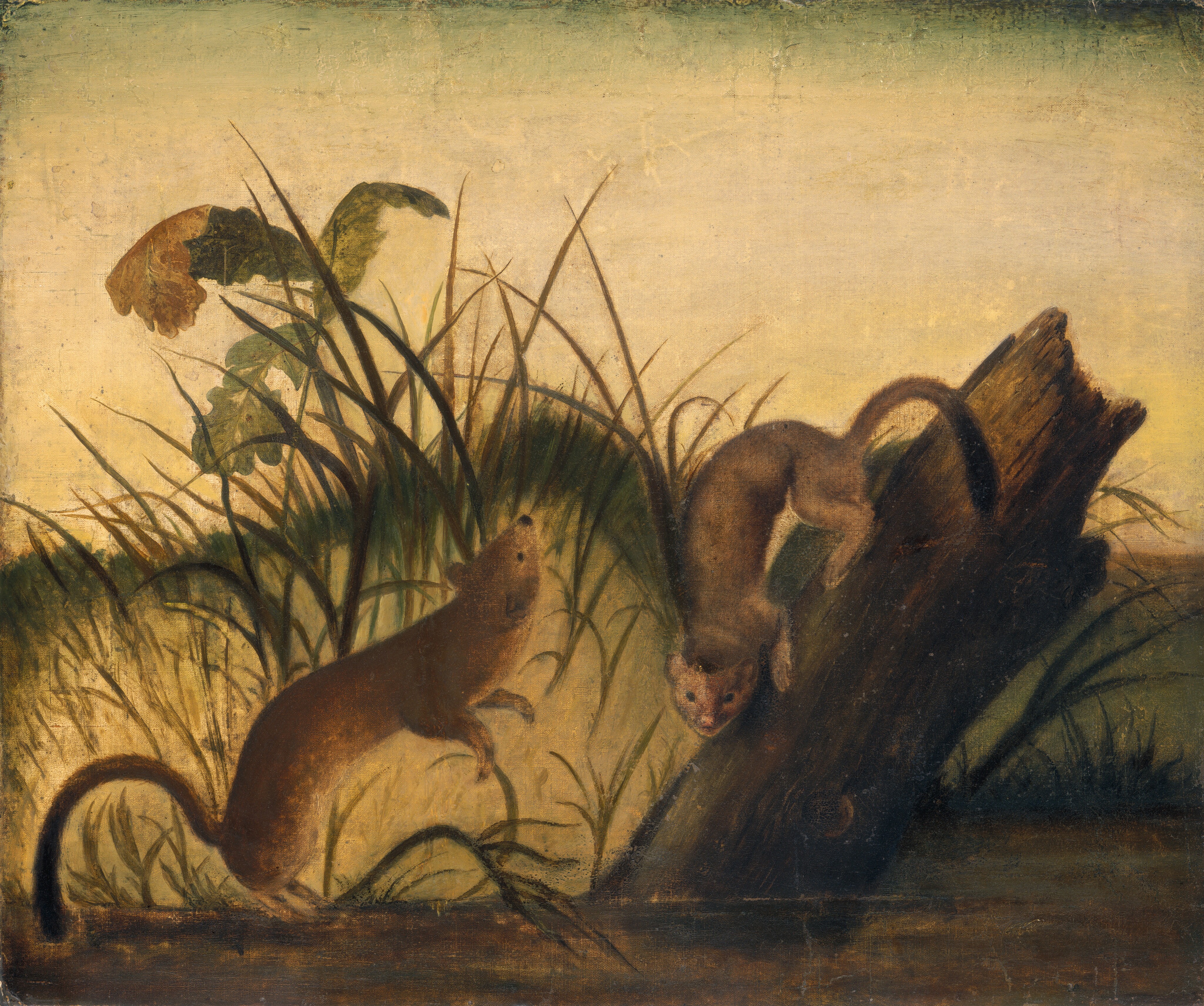 This is a painting of two weasel-like animals interacting with each other in a grassy area beside a fallen tree or log. One animal is positioned on its hind legs mid-air, as if leaping or playing with the other creature. The other animal is perched on the sloped surface of the tree trunk, appearing to look downwards towards the leaping animal. The background is softly lit, with tall grasses and large, leafy plants dominating the scene. The painting uses earthy tones, mostly shades of brown, green, and pale yellow.