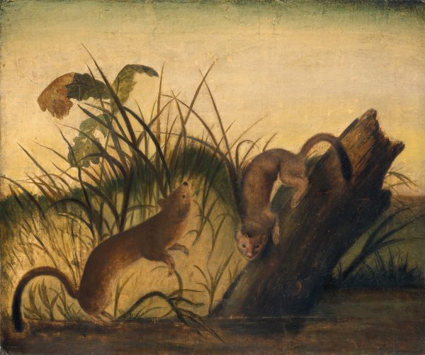 This is a painting of two weasel-like animals interacting with each other in a grassy area beside a fallen tree or log. One animal is positioned on its hind legs mid-air, as if leaping or playing with the other creature. The other animal is perched on the sloped surface of the tree trunk, appearing to look downwards towards the leaping animal. The background is softly lit, with tall grasses and large, leafy plants dominating the scene. The painting uses earthy tones, mostly shades of brown, green, and pale yellow.
