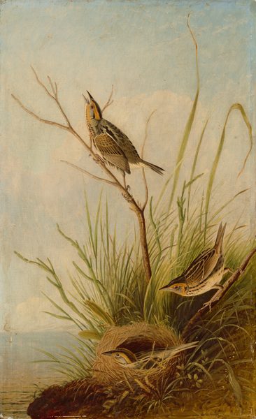 This painting shows three birds painted with detailed feathers in shades of brown, black, gray, white, and yellow. Closest to us, at the bottom of the painting, a bird is nestled in a straw nest on the ground. Slightly above that bird, another one is perched on a twig amidst tall green grass. Another twig rises from the grass towards the top of the painting, and on that twig the third bird is perched, its beak open. The birds are on a small area of grassy dirt on the right side of the painting, which is next to a wide, calm body of water that stretches to the horizon on the left side. The blue sky above them is full of white clouds.