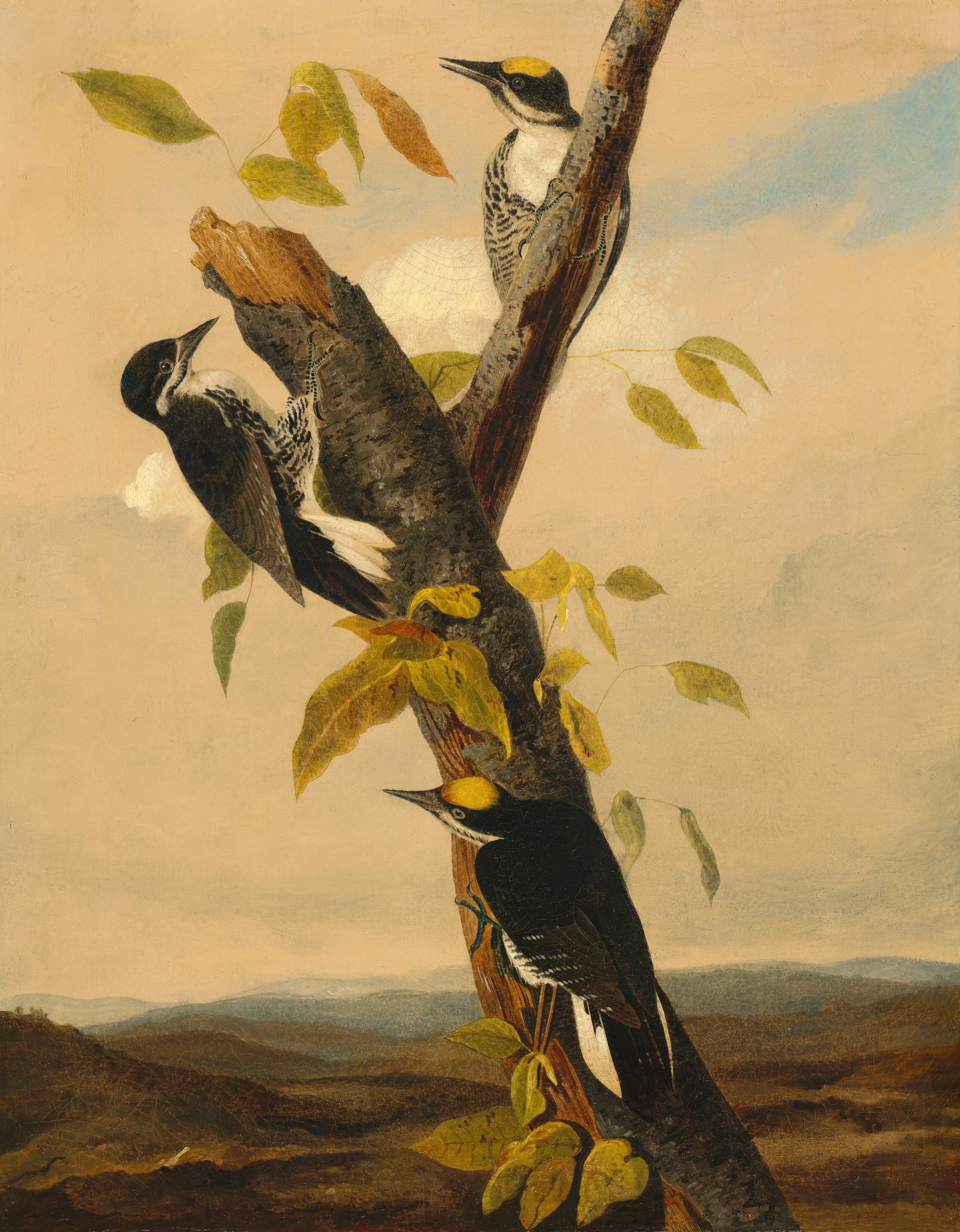 This is a painting of three birds perched on a vertically positioned tree branch, with some small green and yellow leaves scattered around. The three birds display black-and-white plumage with yellow patches on their heads, and they have sharp black beaks. They perch on different areas of the branch, looking in different directions. The background consists of a dark brown landscape far below that fades into blue hills in the distance. Above the scene is a mostly gray sky with one patch of light blue in the upper right corner.