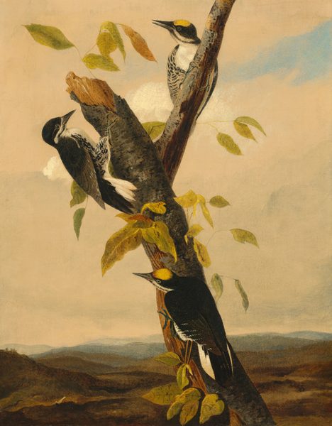 This is a painting of three birds perched on a vertically positioned tree branch, with some small green and yellow leaves scattered around. The three birds display black-and-white plumage with yellow patches on their heads, and they have sharp black beaks. They perch on different areas of the branch, looking in different directions. The background consists of a dark brown landscape far below that fades into blue hills in the distance. Above the scene is a mostly gray sky with one patch of light blue in the upper right corner.