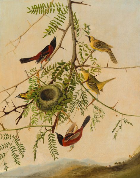 This is a painting of a branch with multiple birds perching on it, surrounding a round nest made of green fibers nestled amidst the leaves. The branch has green leaves and long, sharp thorns. The birds have distinct coloring and plumage. Two of the birds have red and black coloring, while the other three have yellow and black feathers. The branch hangs down from the top of the painting, and in the background is a wide, pale-blue and pink sky above rolling hills dotted with tiny trees and two minuscule human figures.