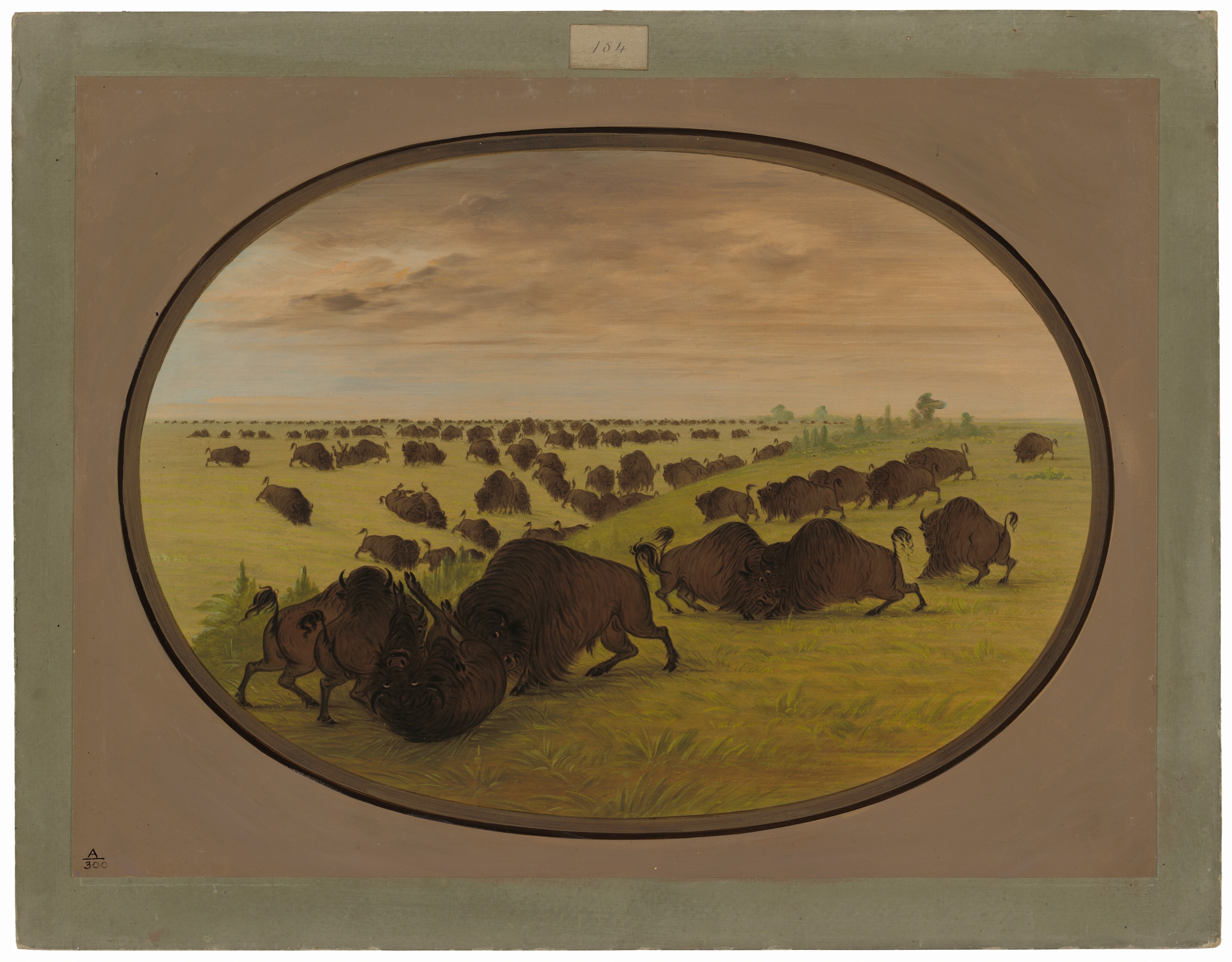 The image shows a landscape with a large herd of bison. The perspective is elevated, showcasing numerous bison spread across a plain. Two bison are seen in the foreground engaging in a struggle. In the background, the herd is dispersed across the grassy expanse leading toward the horizon. The horizon is high in the image with distant bison and some trees. The sky above shows soft tan, brown, and hints of blue, possibly indicating dawn or dusk. The brushstrokes are smooth, conveying movement among the bison. Earthy tones dominate the color palette, with deep browns of the bison contrasting the lighter greens and yellows of the grass.