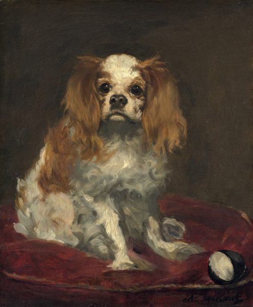 A long-haired, small white dog with tawny-brown ears and spots sits on a garnet-red cushion in this loosely painted vertical portrait. The dog looks just to our left with large, round, black eyes under perked eyebrows. Long, floppy ears hang to either side of its short muzzle. A snub black nose glistens over its downward curving mouth. The long fur on the dog’s body is painted with visible strokes in white and silvery gray. Its thin front legs are braced near a black and white ball, which rests at the edge of the cushion near the lower right corner of the composition. The background is coffee brown, and the artist signed the lower right corner with black paint, “ed. Manet.”