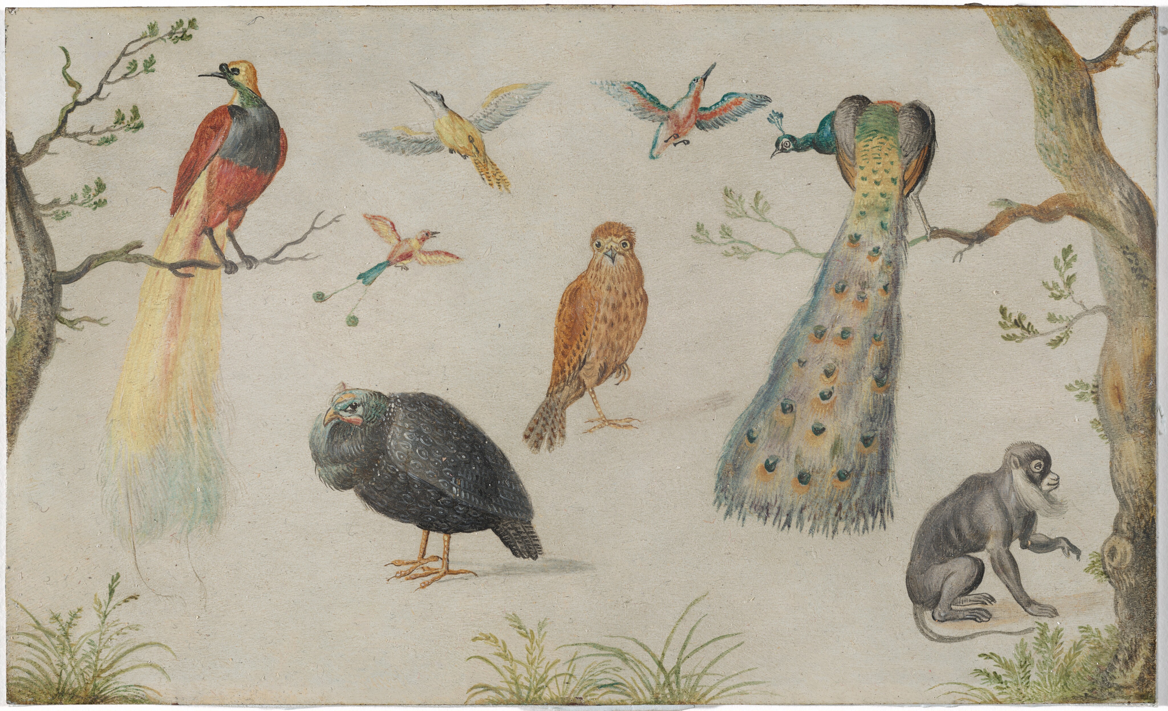 This is a painting of various colorful birds and a monkey framed by two tall trees. The birds are of different varieties and have striking plumage, including a bird of paradise with yellow and red feathers, a peacock with long, colorful tail feathers, and several smaller birds with vividly colored wings. At the center of the image, a brown hawk faces us. Two of the birds are depicted perched on branches, while two stand on the ground and the other three are in mid-air with their wings extended. In the lower right corner, a small gray monkey is shown sitting on the ground next to the tree. At the bottom of the image are a few short ferns and patches of grass, but most of the background is blank paper.