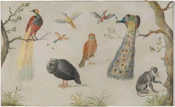 This is a painting of various colorful birds and a monkey framed by two tall trees. The birds are of different varieties and have striking plumage, including a bird of paradise with yellow and red feathers, a peacock with long, colorful tail feathers, and several smaller birds with vividly colored wings. At the center of the image, a brown hawk faces us. Two of the birds are depicted perched on branches, while two stand on the ground and the other three are in mid-air with their wings extended. In the lower right corner, a small gray monkey is shown sitting on the ground next to the tree. At the bottom of the image are a few short ferns and patches of grass, but most of the background is blank paper.
