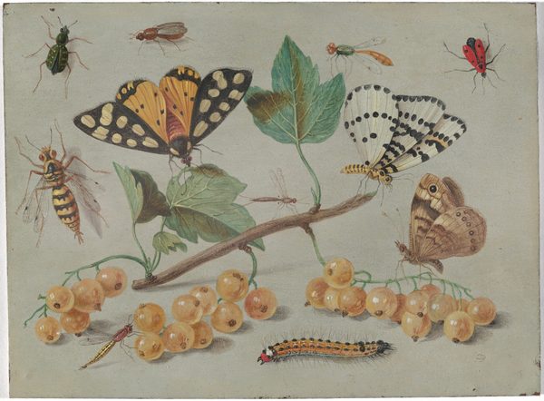 A butterfly, moths, and insects alight on or around a twig with green leaves and straw-yellow berries in this horizontal painting. The background is putty gray, and the objects and insects cast pale shadows to our right. The twig angles slightly upward from left to right in the center of the composition. Wide green leaves sprout from its top edge and three clusters of gleaming berries rest along the table closer to us. A butterfly perches on a leaf to the left on the twig, its wings spread and the antennae touching the leaf. The edges of the wings are charcoal grey with tan spots, and closer to its body, the wings are gold, dotted with black. A bug with a narrow brown body and nearly translucent wings sits near the center of the branch, and a moth perches on the broken end of the twig to our right. The moth’s wings are closed above its body. Its body is striped with yellow and black, and the white wings have black dots. Another moth, with its tan wings also closed, sits on a sprig of berries near the lower right corner of the painting. There are two more insects with spindly bodies and thin, narrow wings, one on a stem of branches near the lower left corner, and one on a green leaf near the upper right. More insects rest on the gray surface around the twig and berries. Along the bottom edge of the painting is a caterpillar with a golden yellow body with black spots, and a red face. Clustered near the top left corner, around the butterfly, are a brick-red bug with closed, sheer wings and six legs, a dark green insect also with six legs and yellow bands on its body, and an insect like a yellow jacket. At the top right is an elongated ladybug.