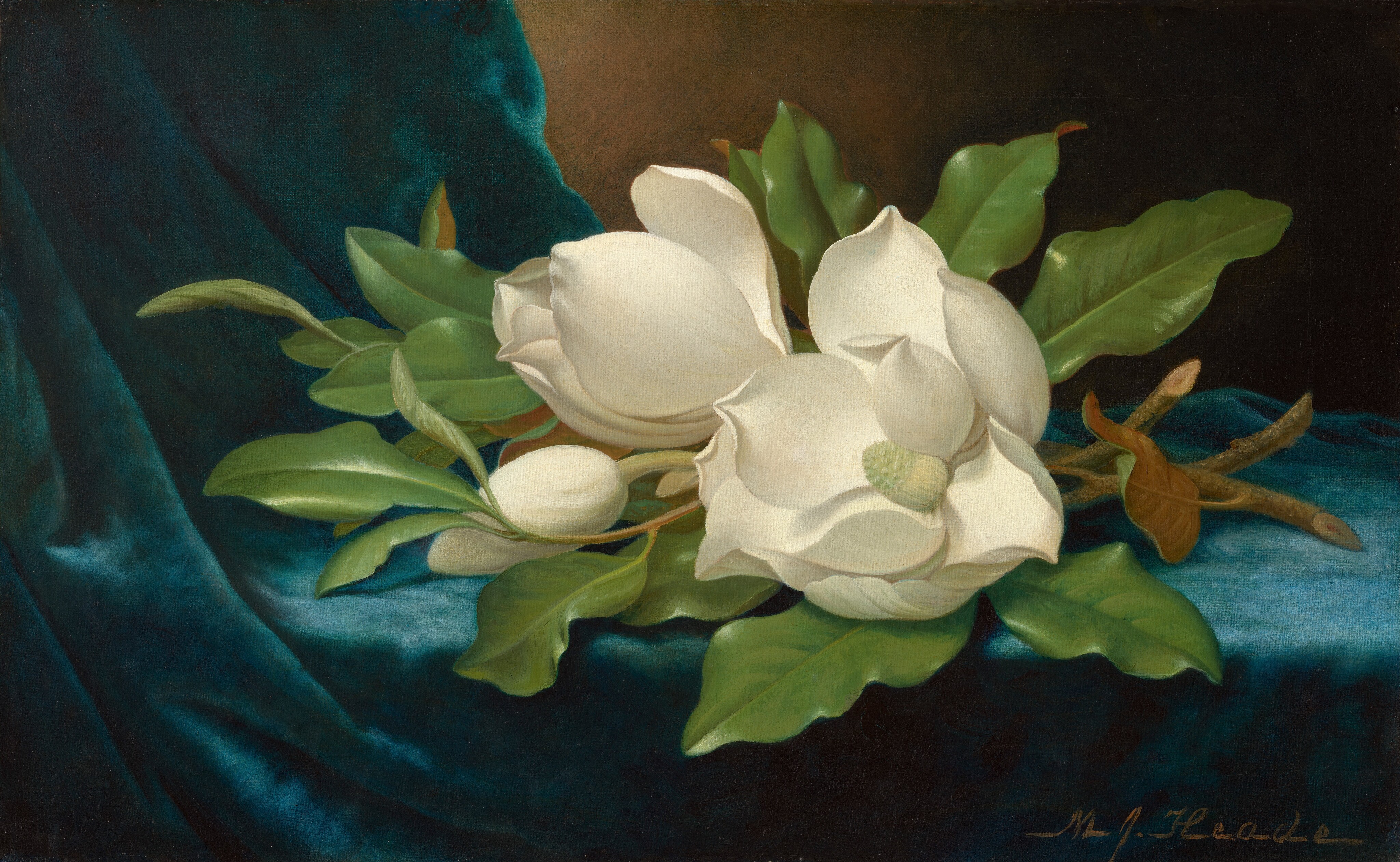 Twigs of a magnolia tree with light green, glossy leaves and three cream-white blossoms lie on a sapphire-blue cloth in this horizontal still life painting. Brightly lit from our left, the blossoms and leaves nearly fill the composition, and the cut ends lie on the fabric to our right. The blue fabric cascades from the upper left and across the table or ledge. The three flowers are in various stages of bloom. The tightest bud is to our left, overlapped by a stem and the tender, unfurling leaves of a branch. The blossom next to it, at the center, is starting to open. The petals of the third blossom, to our right, splay open around the flower’s oval-shaped stamen. Light glints off the waxy leaves surrounding the flowers. The tawny-brown underside of one leaf is visible where it turns over, near the cut ends of the branches. Light shimmering on the fabric darkens from bright blue to our right, to deep royal blue in the shadows to the upper left, suggesting the fabric is velvet. The background is streaked with tan and pine green behind the fabric, and becomes nearly black in the shadows of the upper right corner and along the bottom edge. The artist signed the lower right corner, "MJ. Heade."