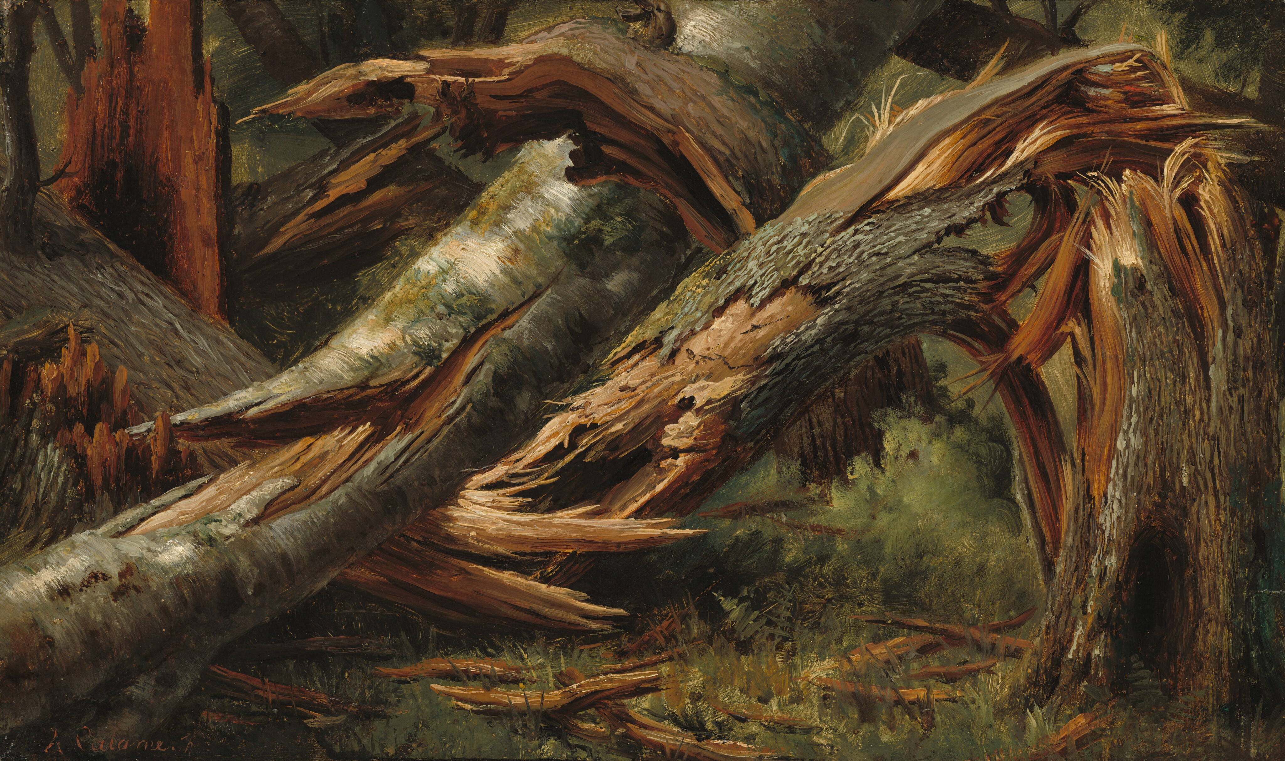 This is a detailed painting of a dense forest scene with several fallen trees. The viewpoint is slightly elevated, looking down into the chaotic tangle of fallen tree trunks and branches. The bark of the trees is white and brown, with patches of green moss or lichen. The shredded interior of the wood is a light brown color with hints of reddish-brown in the shadows. The ground beneath the trees is light green.