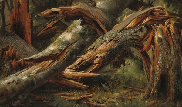 This is a detailed painting of a dense forest scene with several fallen trees. The viewpoint is slightly elevated, looking down into the chaotic tangle of fallen tree trunks and branches. The bark of the trees is white and brown, with patches of green moss or lichen. The shredded interior of the wood is a light brown color with hints of reddish-brown in the shadows. The ground beneath the trees is light green.