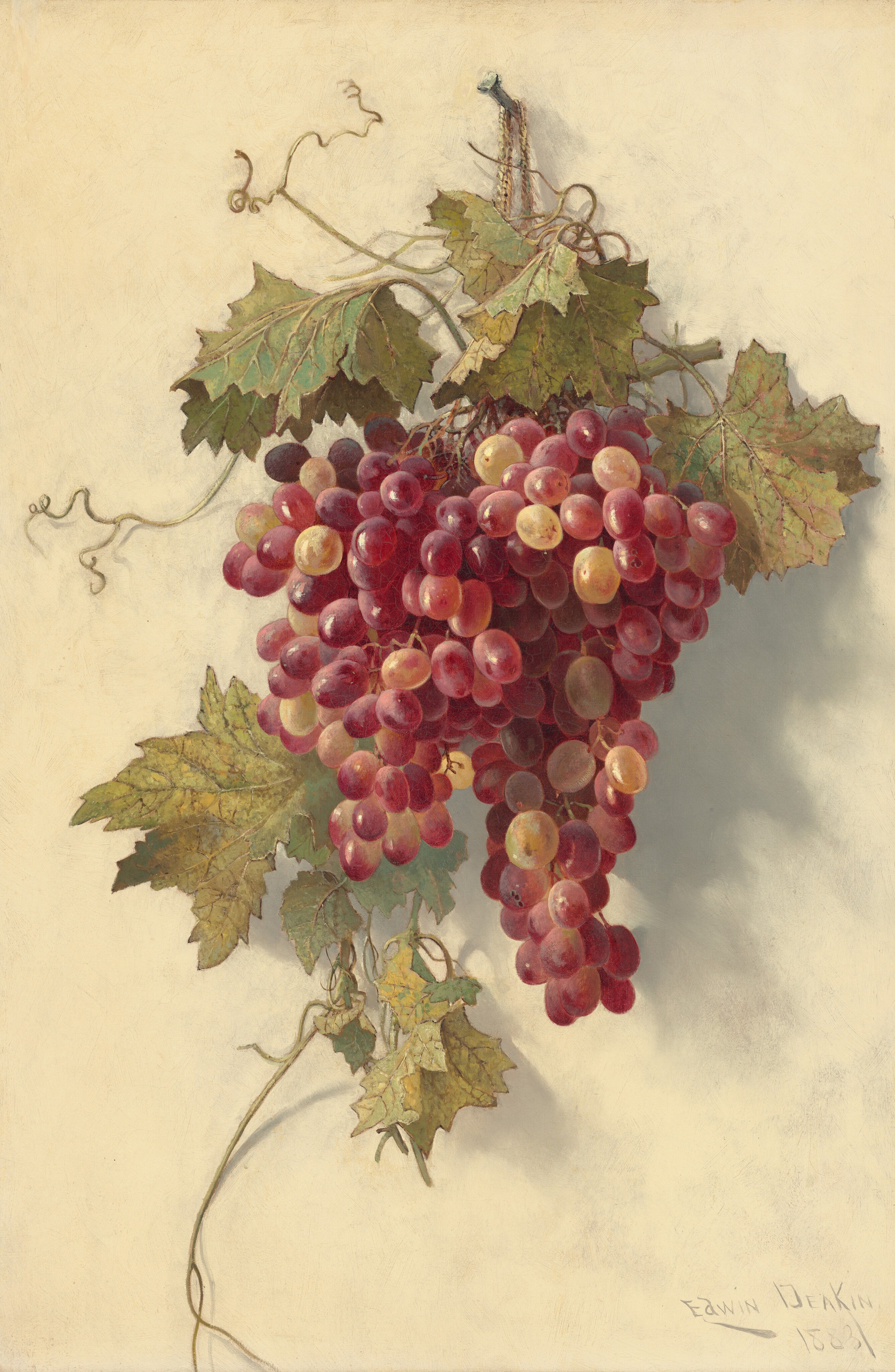 This painting shows a cluster of grapes hanging from a vine with green leaves and thin tendrils which appear to loop around a gray nail at the top of the painting. The grapes are mostly painted in deep reds and purples, although some are pale yellow. The background is cream-colored, and the grapes and leaves cast gray shadows behind them.