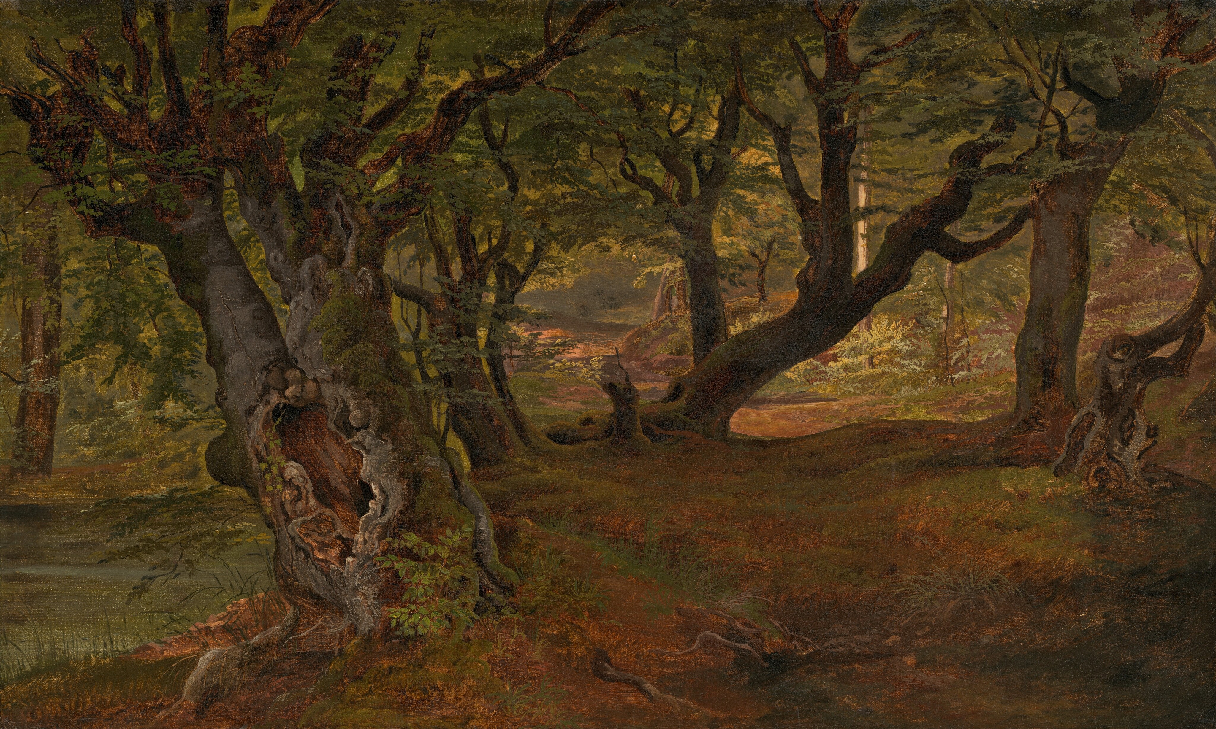 This horizontal painting shows a forest scene with several dark brown, gnarled trees. The ground beneath the trees is a mix of reddish-brown dirt and green grass, with some small green ferns. The trees have thick trunks, and several of them appear to grow diagonally rather than straight up. The tree closest to us, near the left side of the painting, has a large opening in its thick trunk, and several round knots. The trees all have small, feathery green leaves, creating a canopy at the top of the painting. The area closest to us appears to be in shadow, while a section of the background on the right side is illuminated with yellow light.