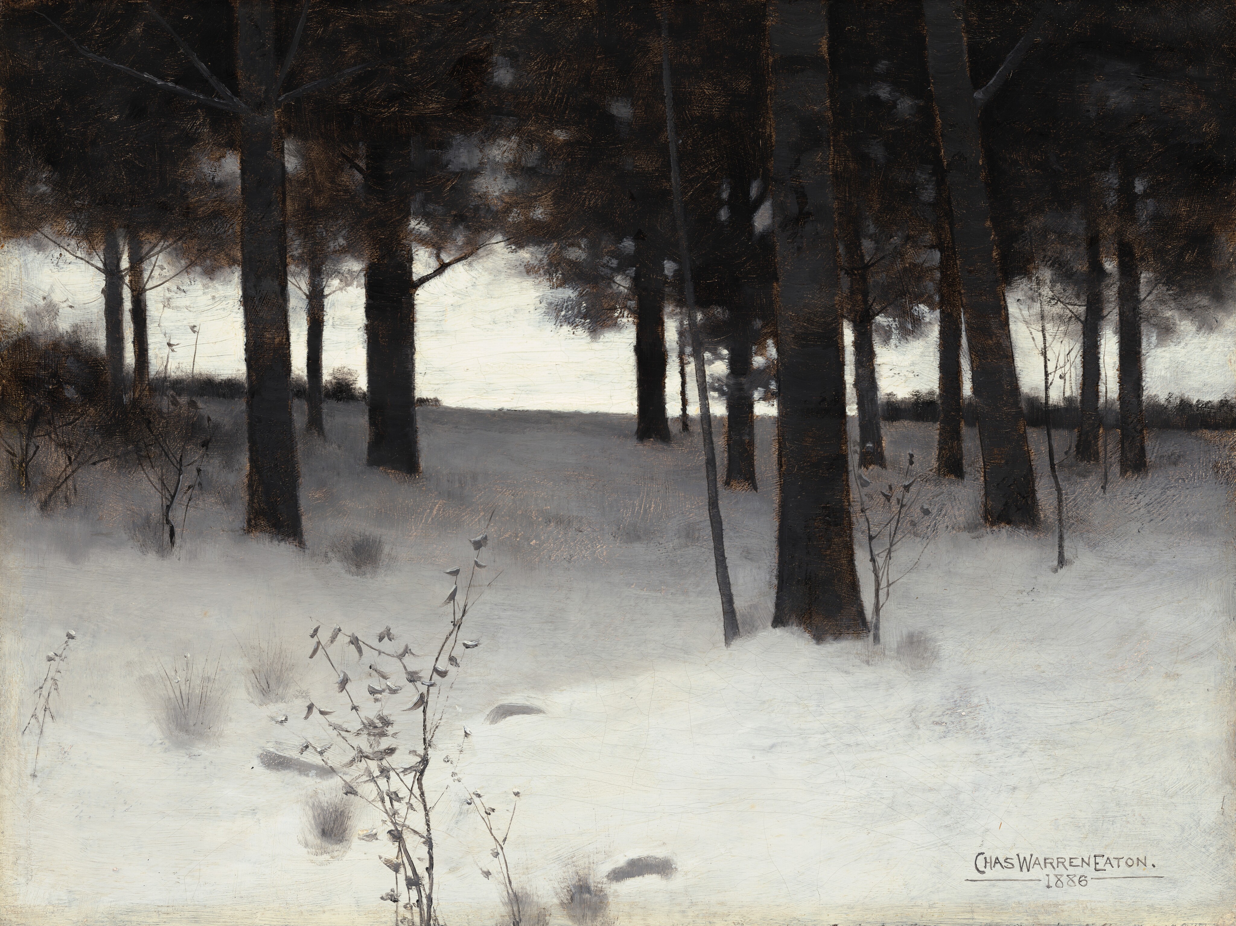 This painting shows a winter landscape with snow-covered ground and tall, dark trees with straight trunks. The color palette is almost entirely white, gray, and black, with some dark brown leaves on the trees. Small gray shrubs and grass are visible peeking through the white snow, and the dense trees cast gray shadows. The sky beyond the trees is white.