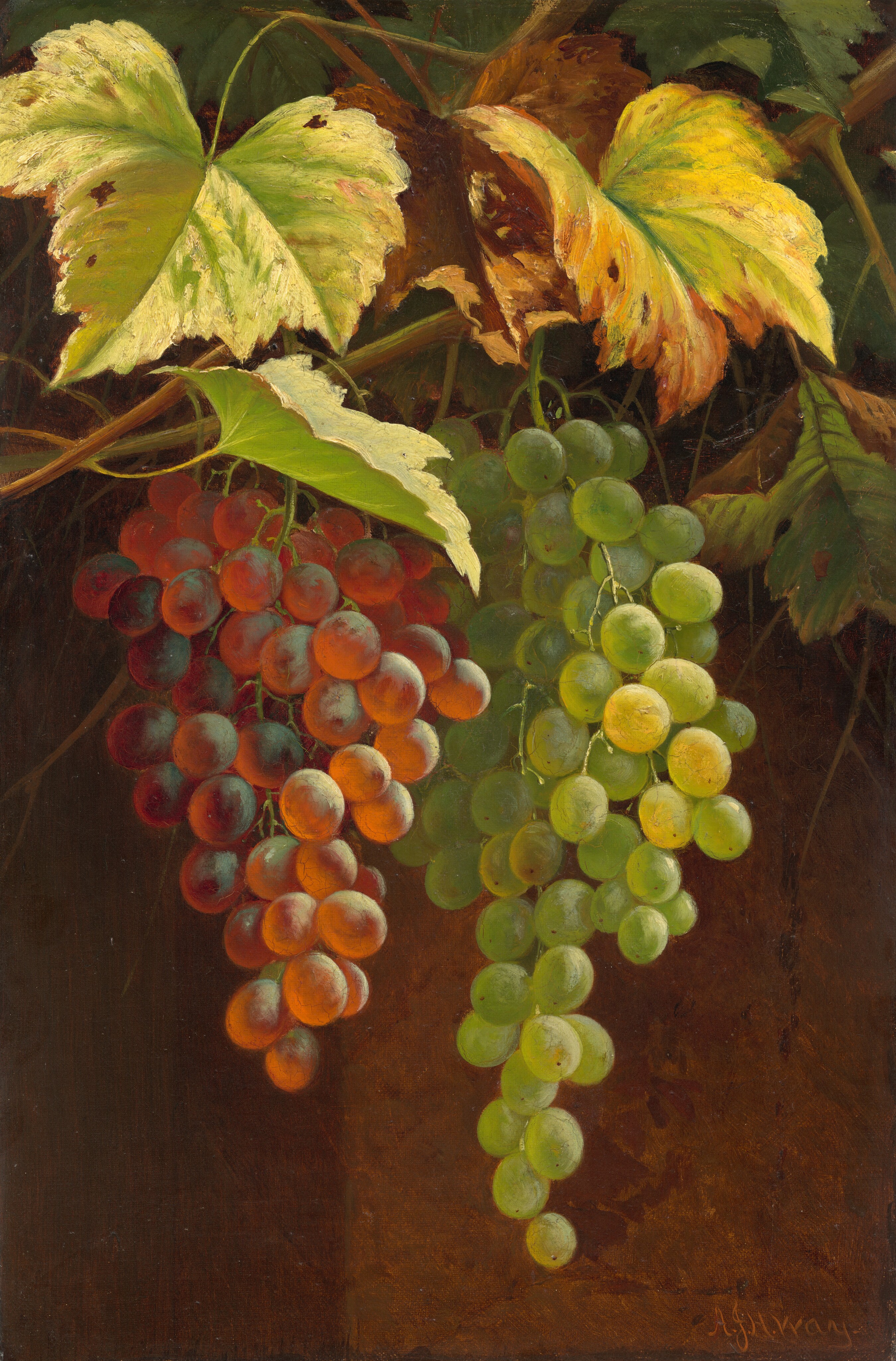 Two clusters of grapes are depicted in this painting, hanging down from the top. The left cluster includes reddish-purple grapes, while the right cluster contains green grapes, both attached to vines that loop around thin, leafy branches at the top of the painting. Light illuminates the grapes on the right, while the left sides of the clusters are in shadow. The wide leaves at the top contain shades of green and orange-brown. The background behind the grapes is brown, lighter on the right and darker on the left.