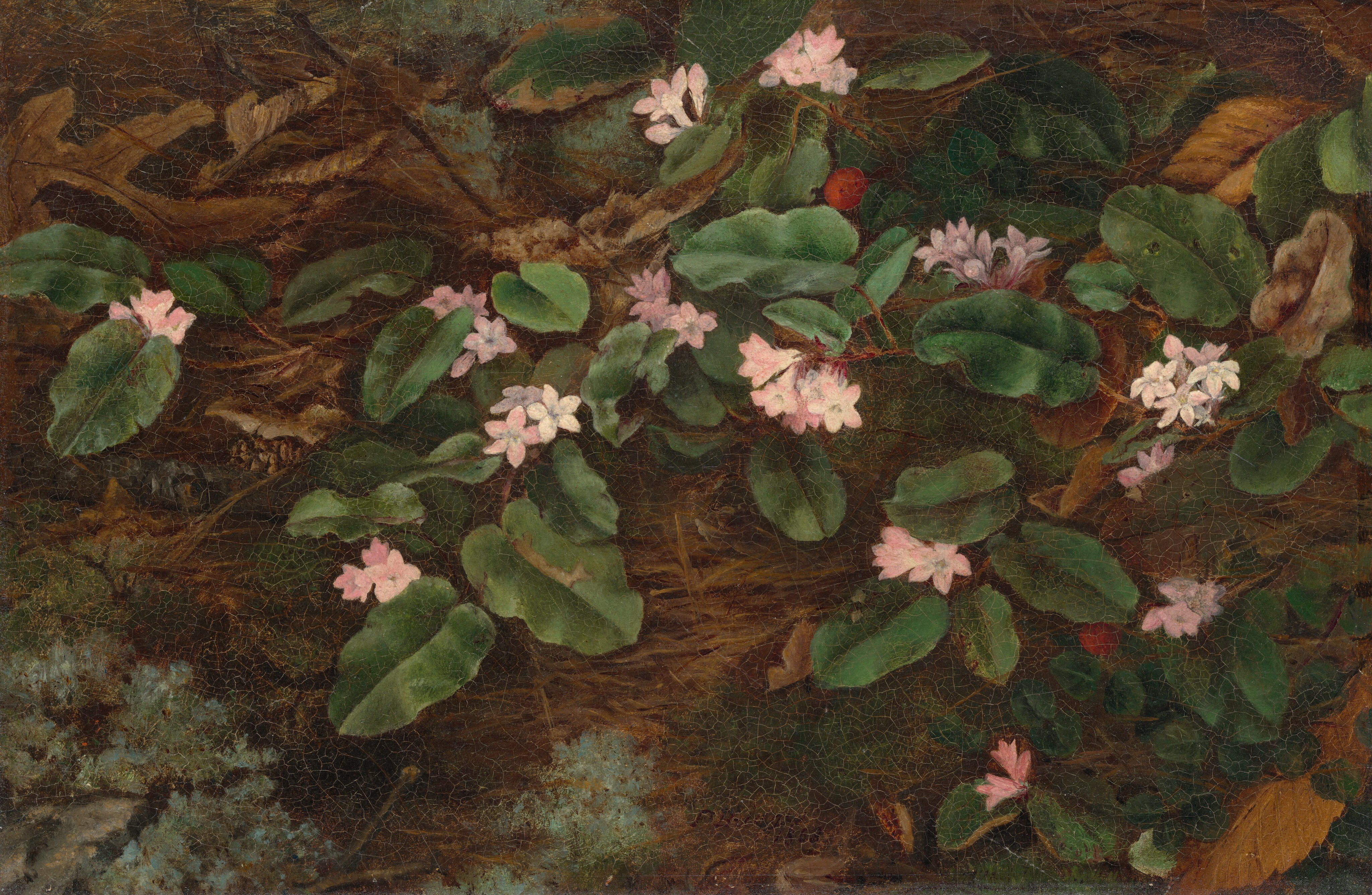 This painting shows a cluster of large green leaves and delicate pink and white flowers. They are set against a background of brown earth and dried foliage. The color palette consists primarily of deep greens, earthy browns, and soft pinks and whites. The leaves and flowers are scattered across the midsection of the image, with more concentrated clusters near the center.