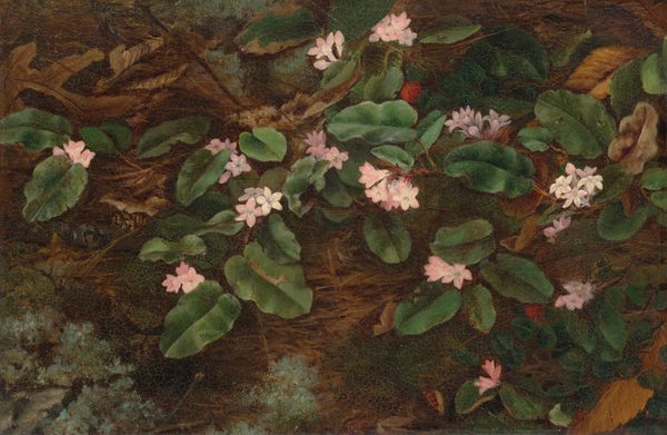 This painting shows a cluster of large green leaves and delicate pink and white flowers. They are set against a background of brown earth and dried foliage. The color palette consists primarily of deep greens, earthy browns, and soft pinks and whites. The leaves and flowers are scattered across the midsection of the image, with more concentrated clusters near the center.