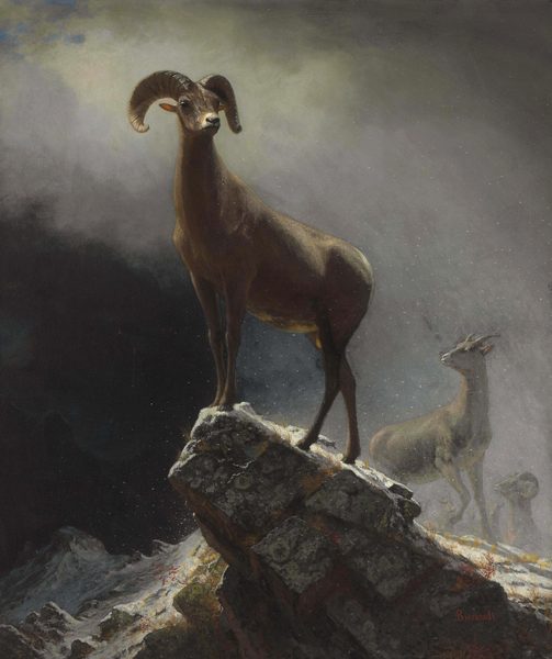 Rocky Mountain Sheep or Big Horn, Ovis, Montana by Albert Bierstadt