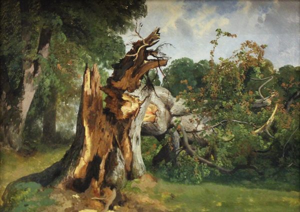 Étude de tronc d'arbre by Alexandre Calame