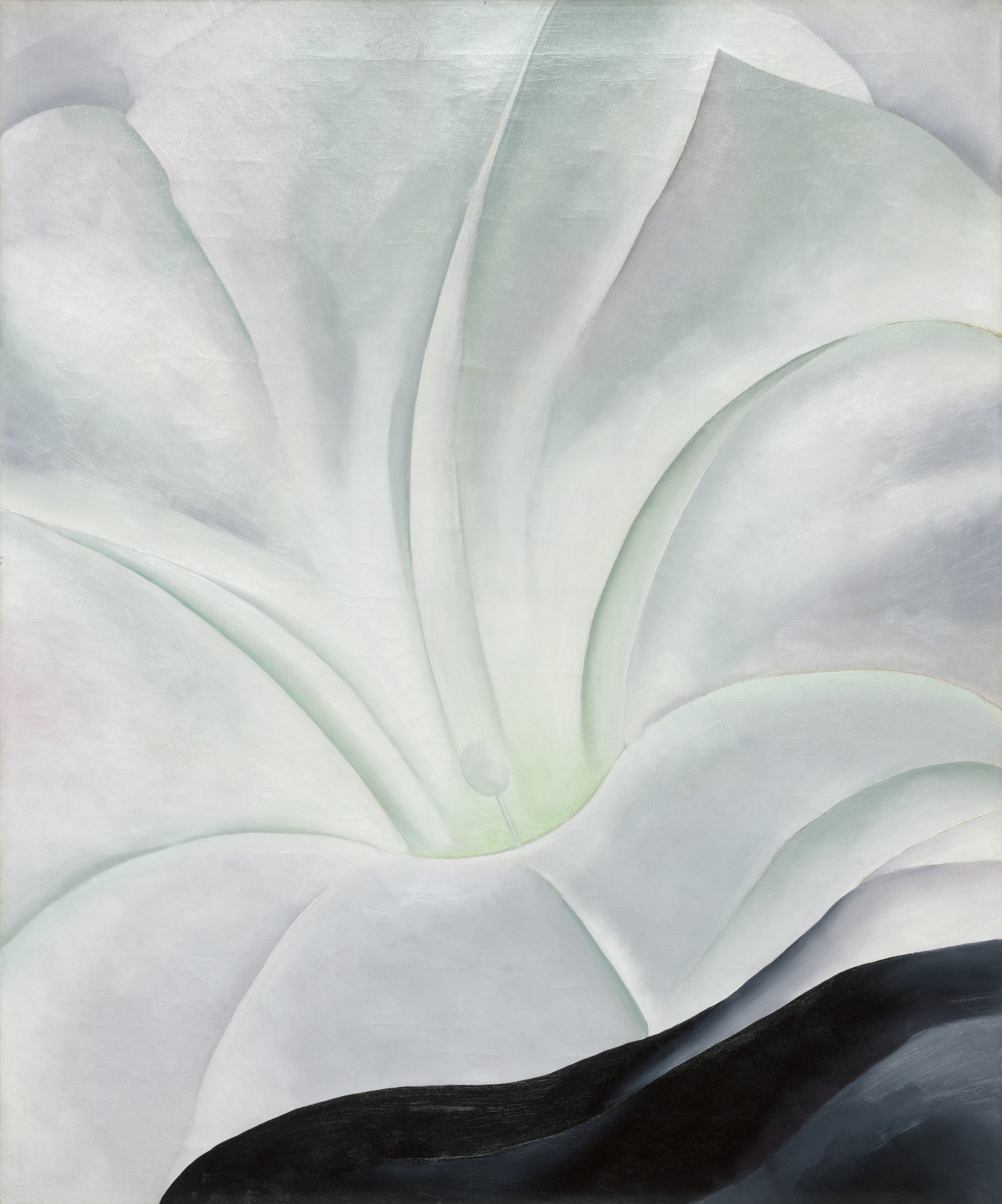Morning Glory with Black