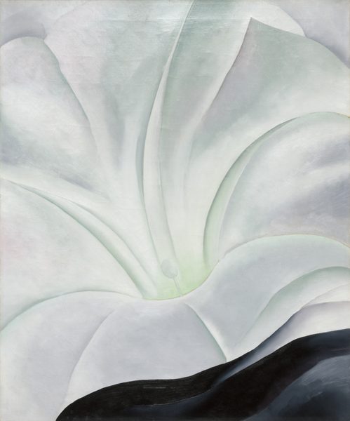 Morning Glory with Black