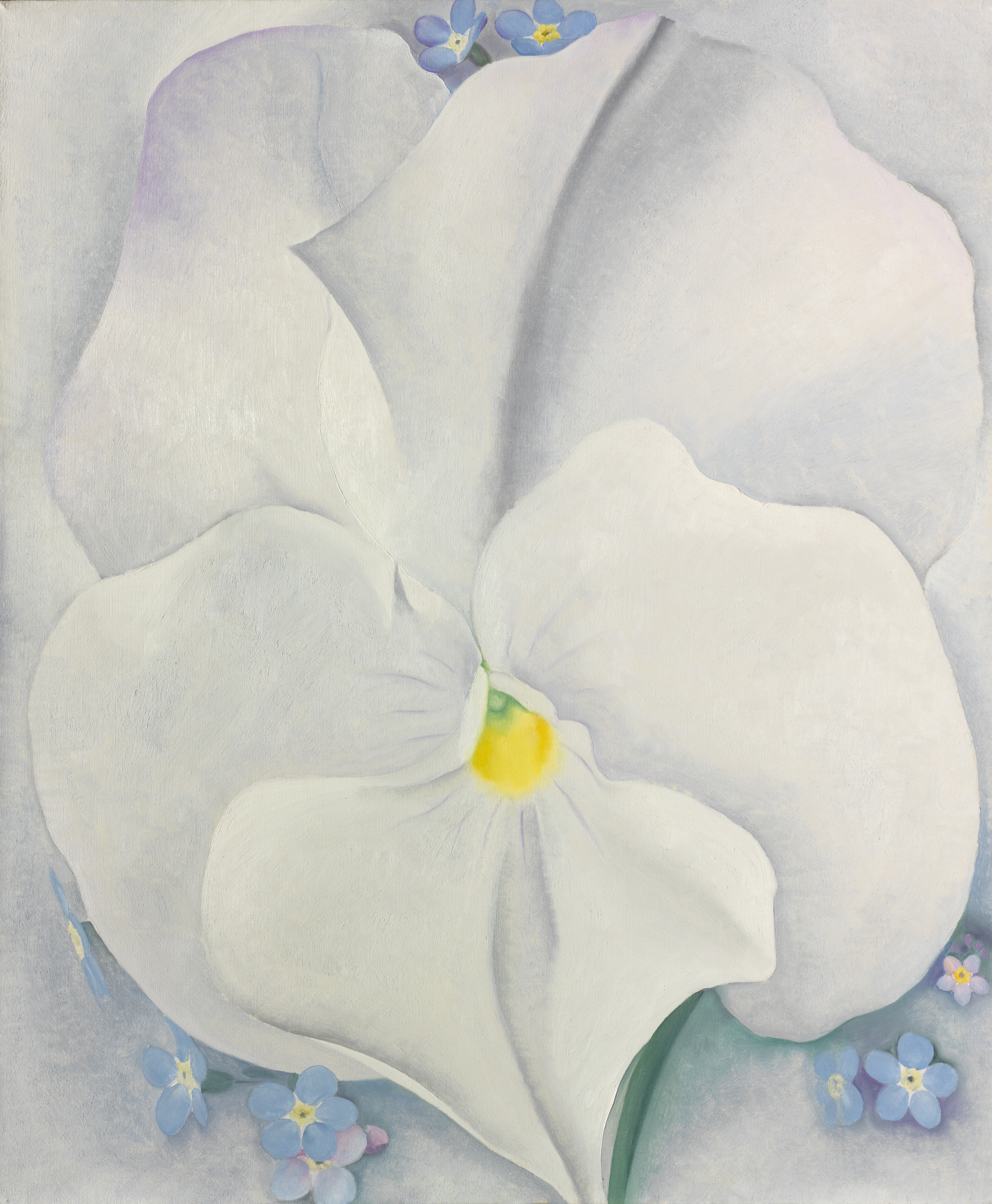 White Pansy