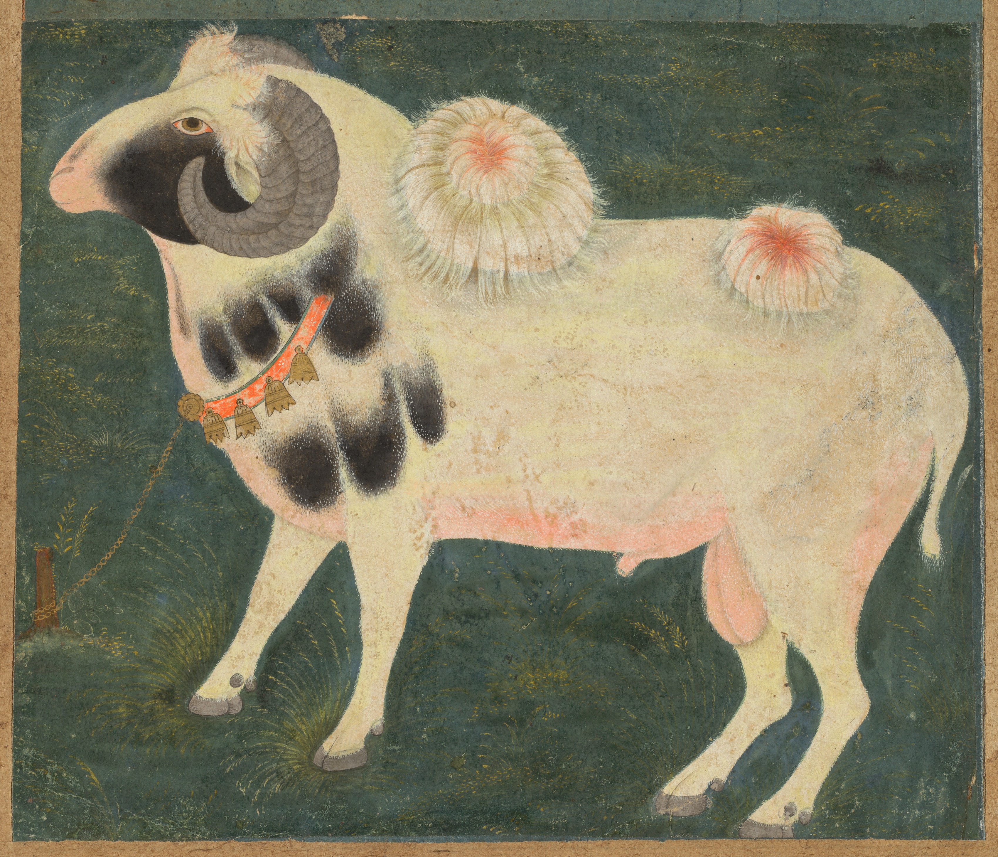 A royal ram with a gold chain