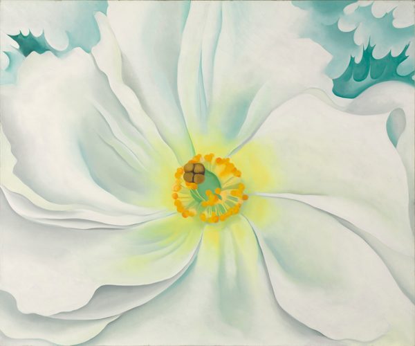 White Flower