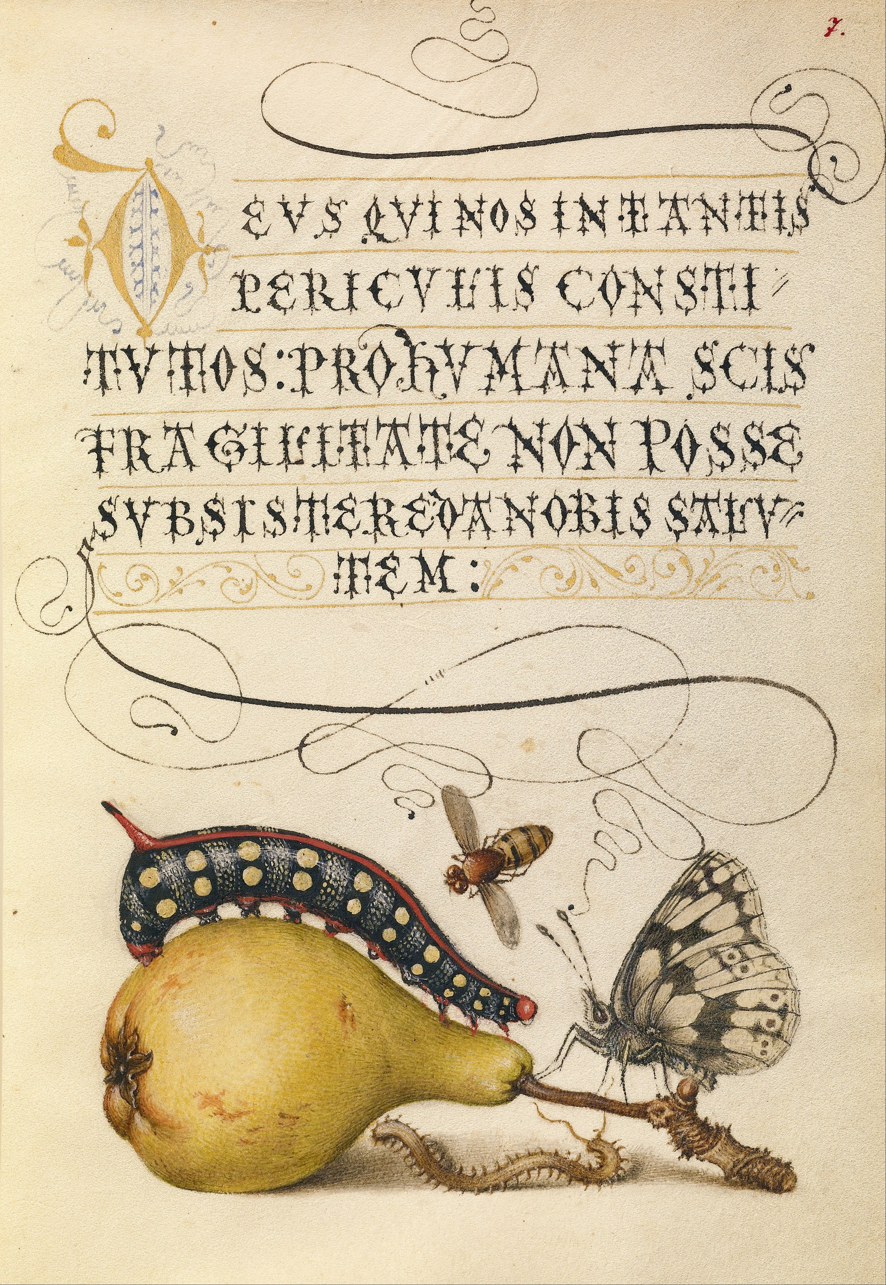 An illuminated manuscript page combining elaborate calligraphy with plants and small creatures.