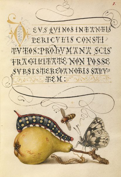 Mira calligraphiae monumenta (selected illuminated page)