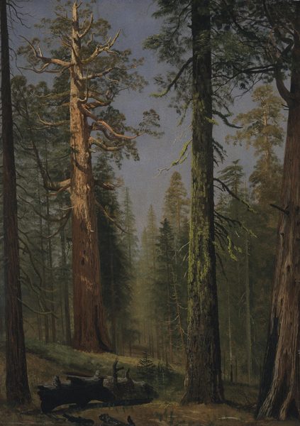The Grizzly Giant Sequoia, Mariposa Grove, California by Albert Bierstadt