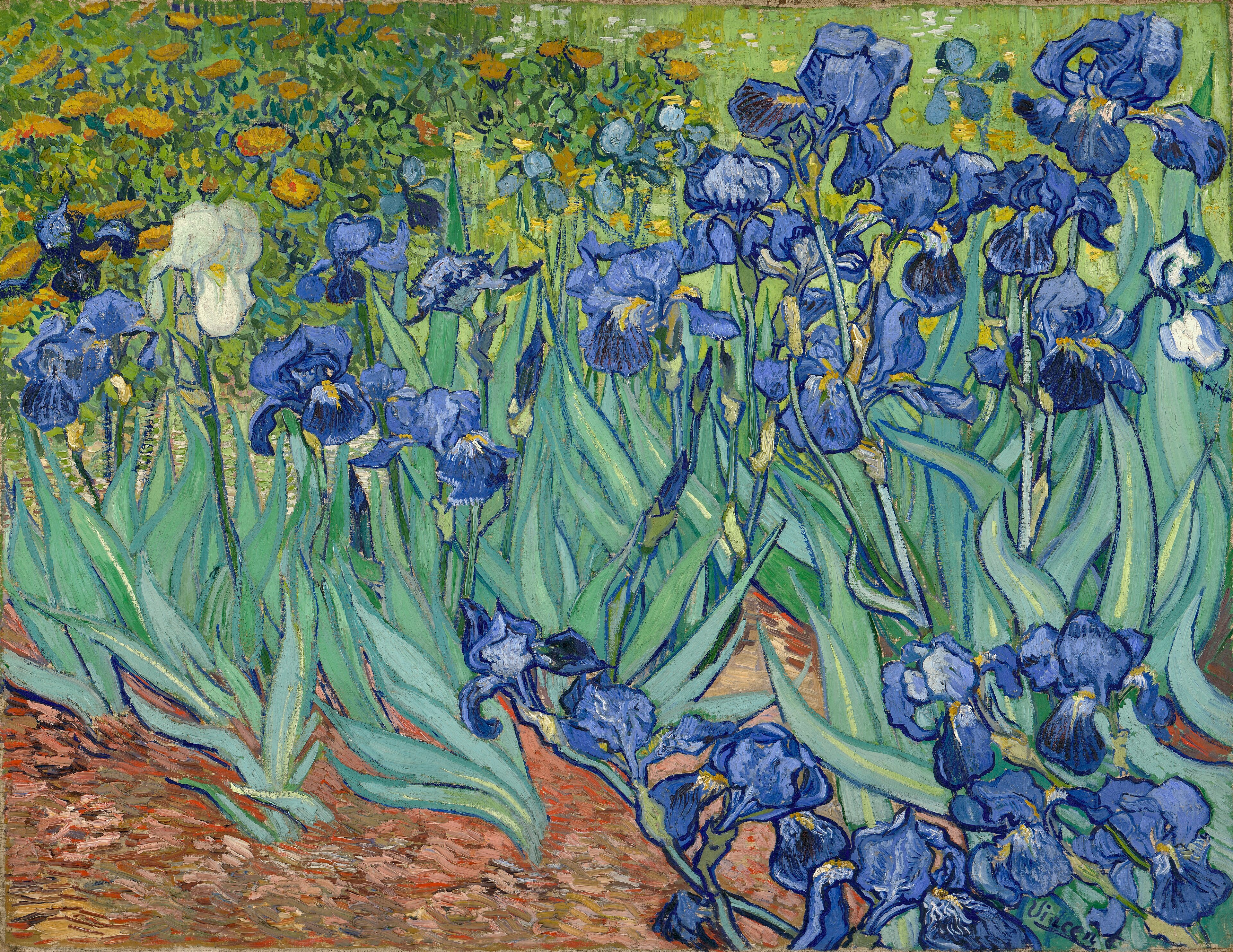 Van Gogh: purple irises and sweeping green leaves in a garden with one pale flower.