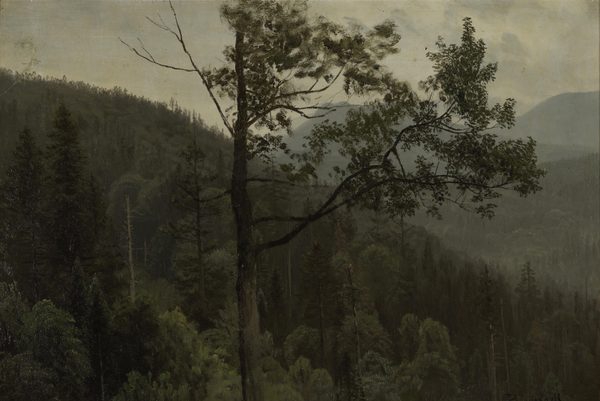 Tree covered mountains by Albert Bierstadt