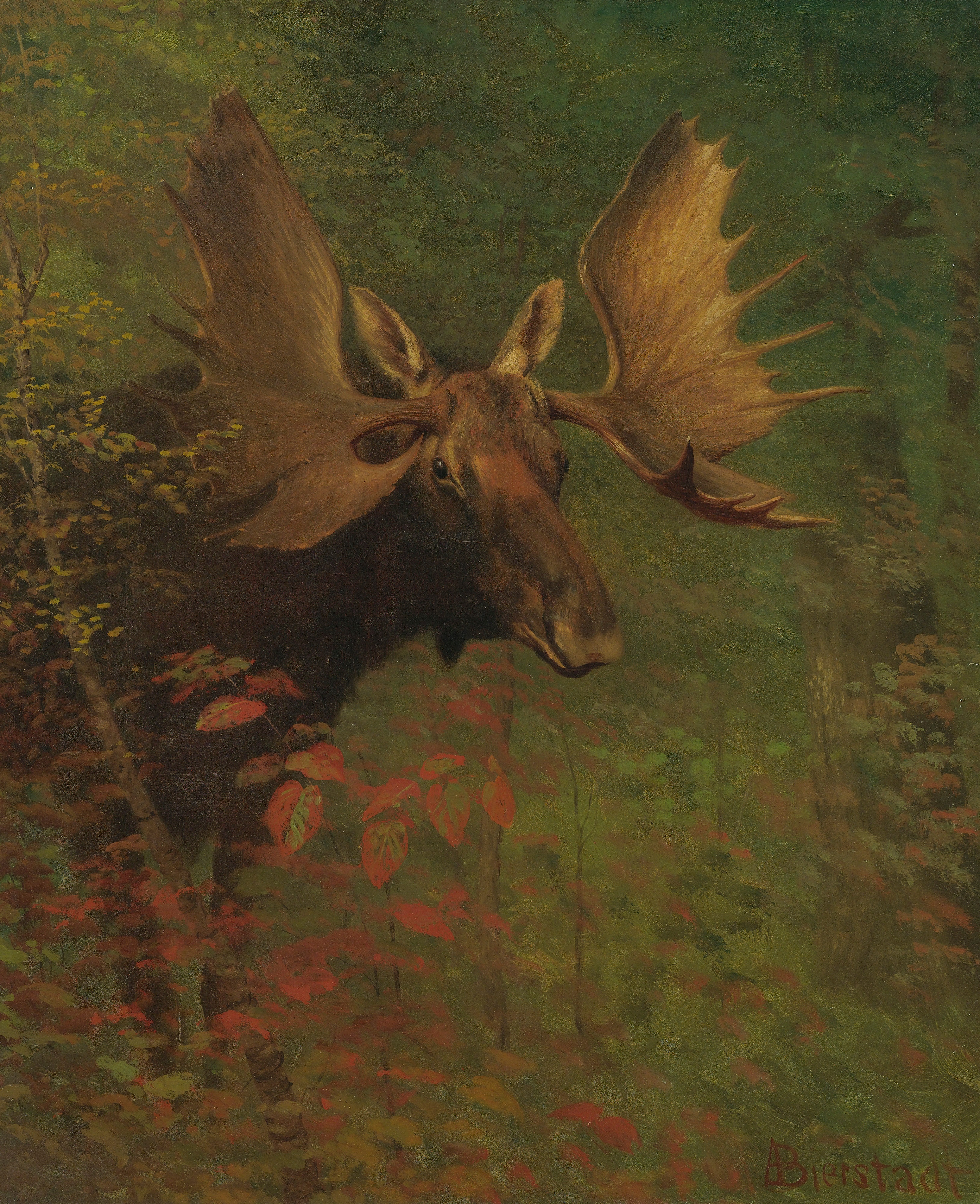 Study of a moose by Albert Bierstadt