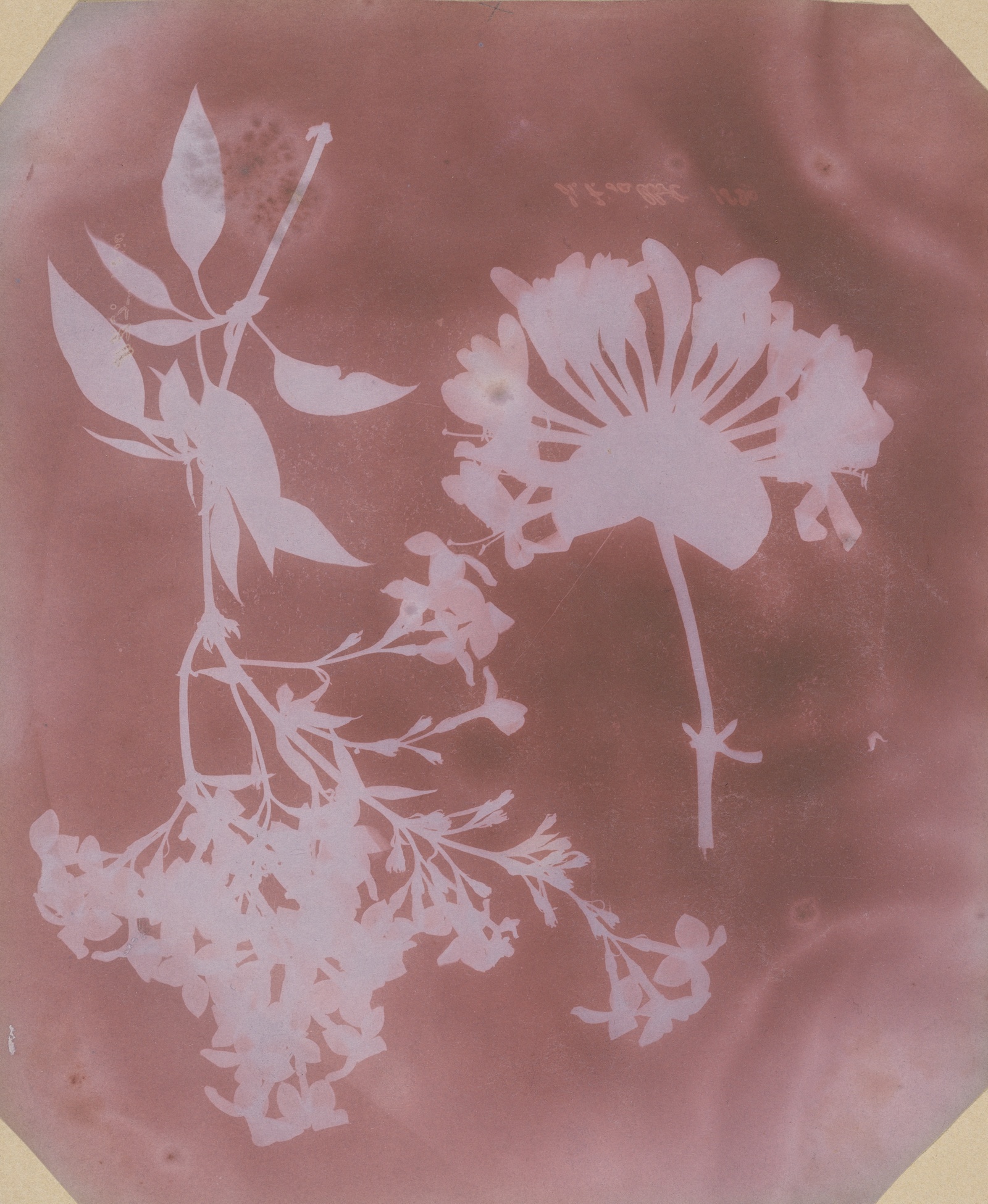 Pale silhouettes of two flowering branches.
