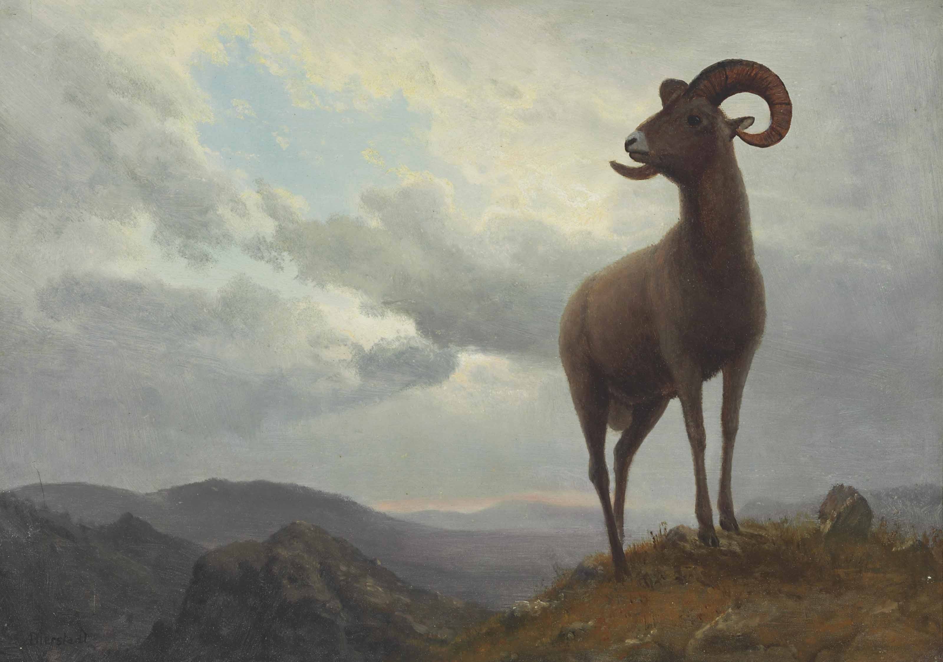 Long Horned Sheep by Albert Bierstadt